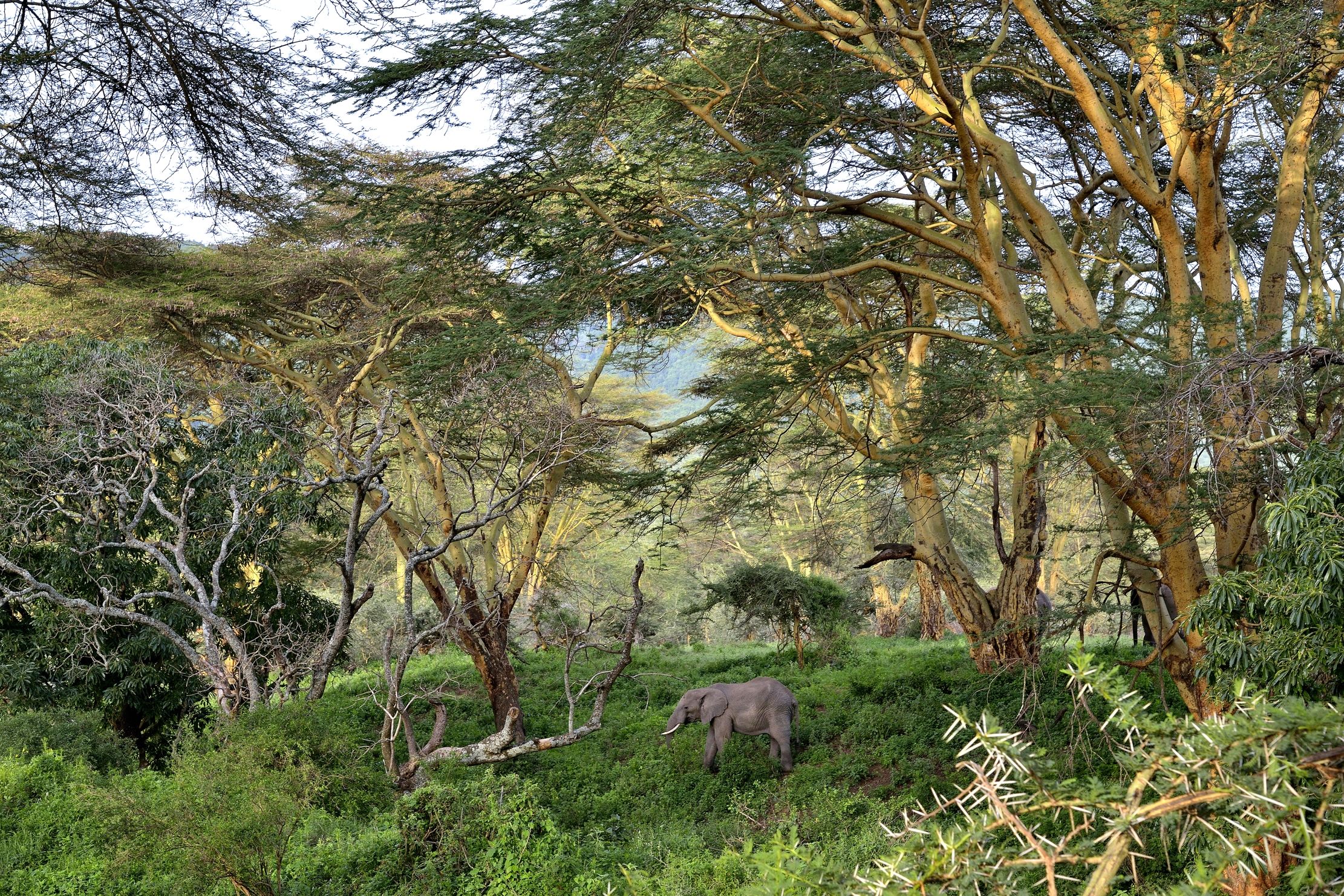 Tanzania 2015 - Foresta del Ngorongoro crater