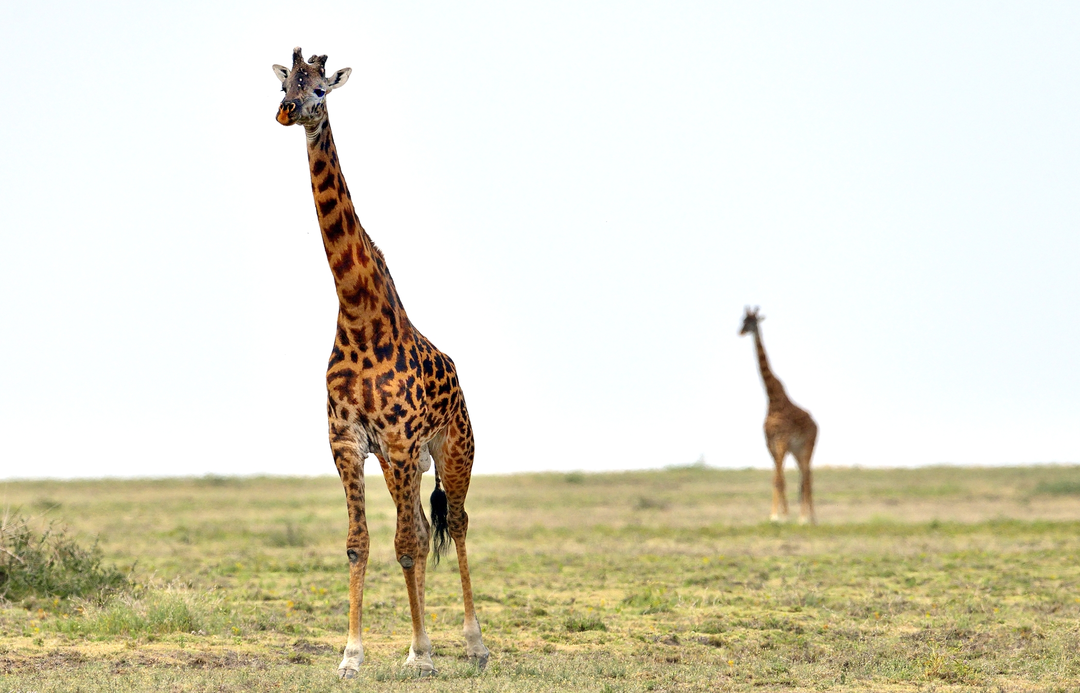 Tanzania 2015 - Giraffe