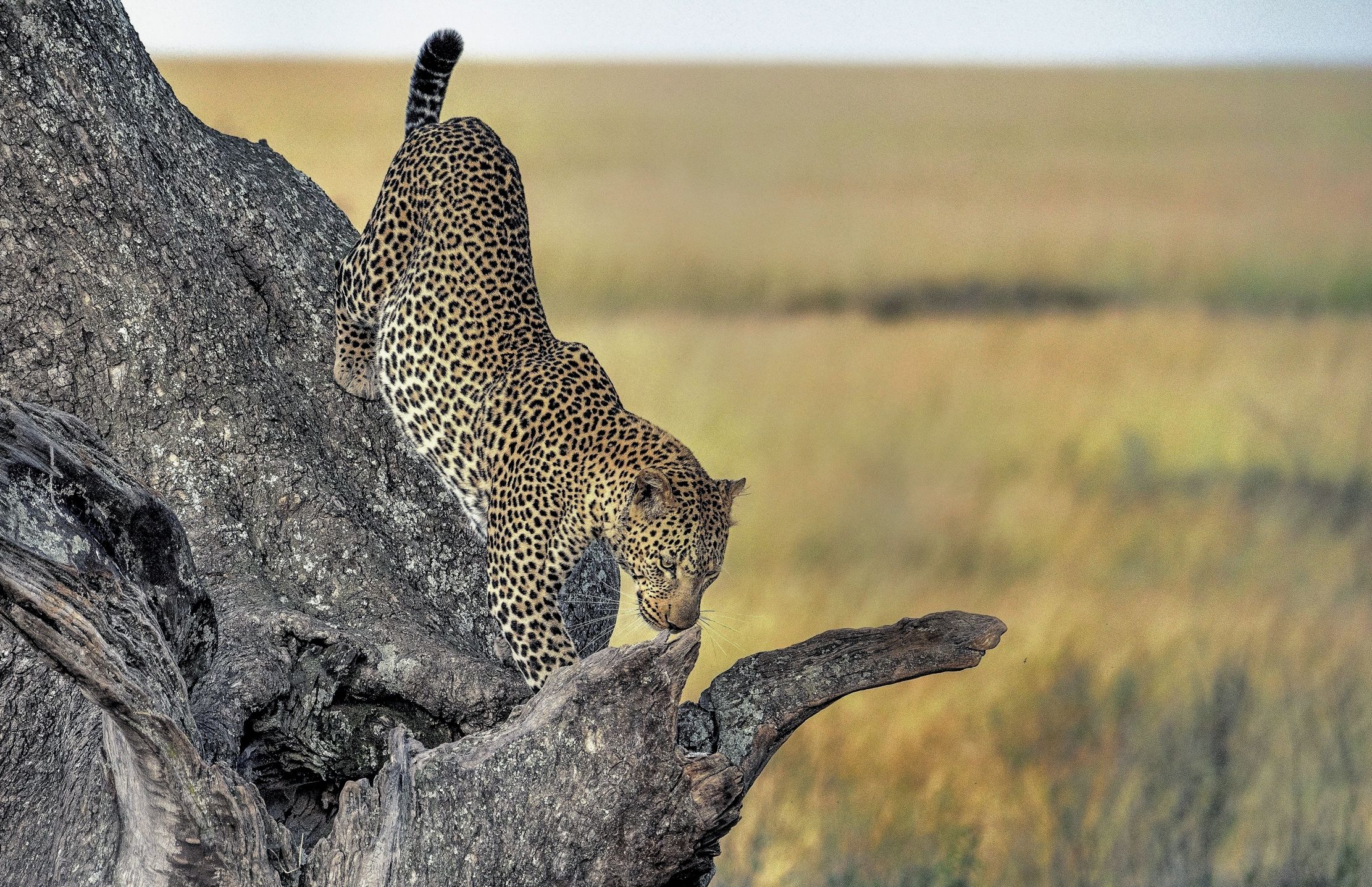 Tanzania 2015 - Leopardo