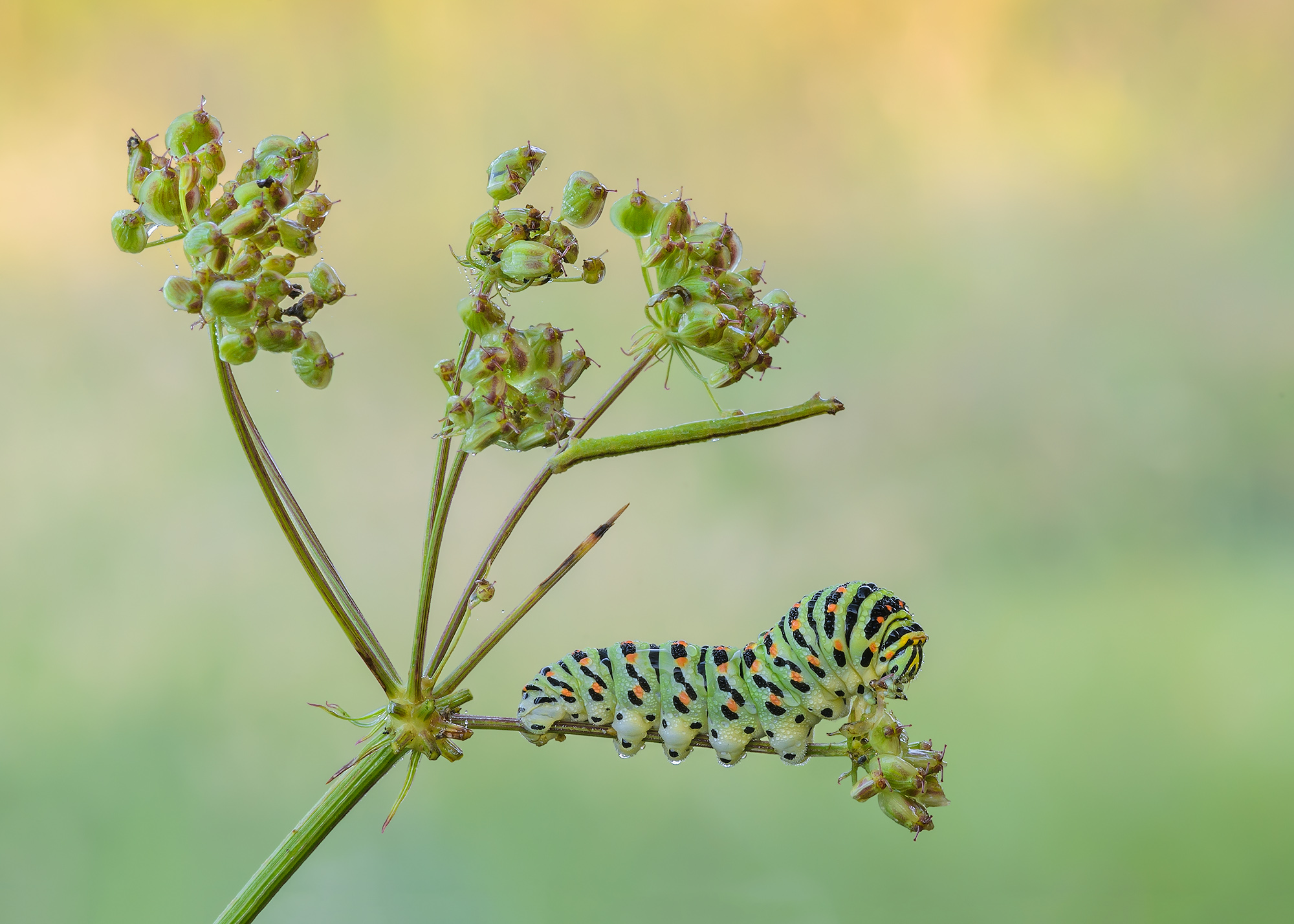 Caterpillar of Papilio machaon