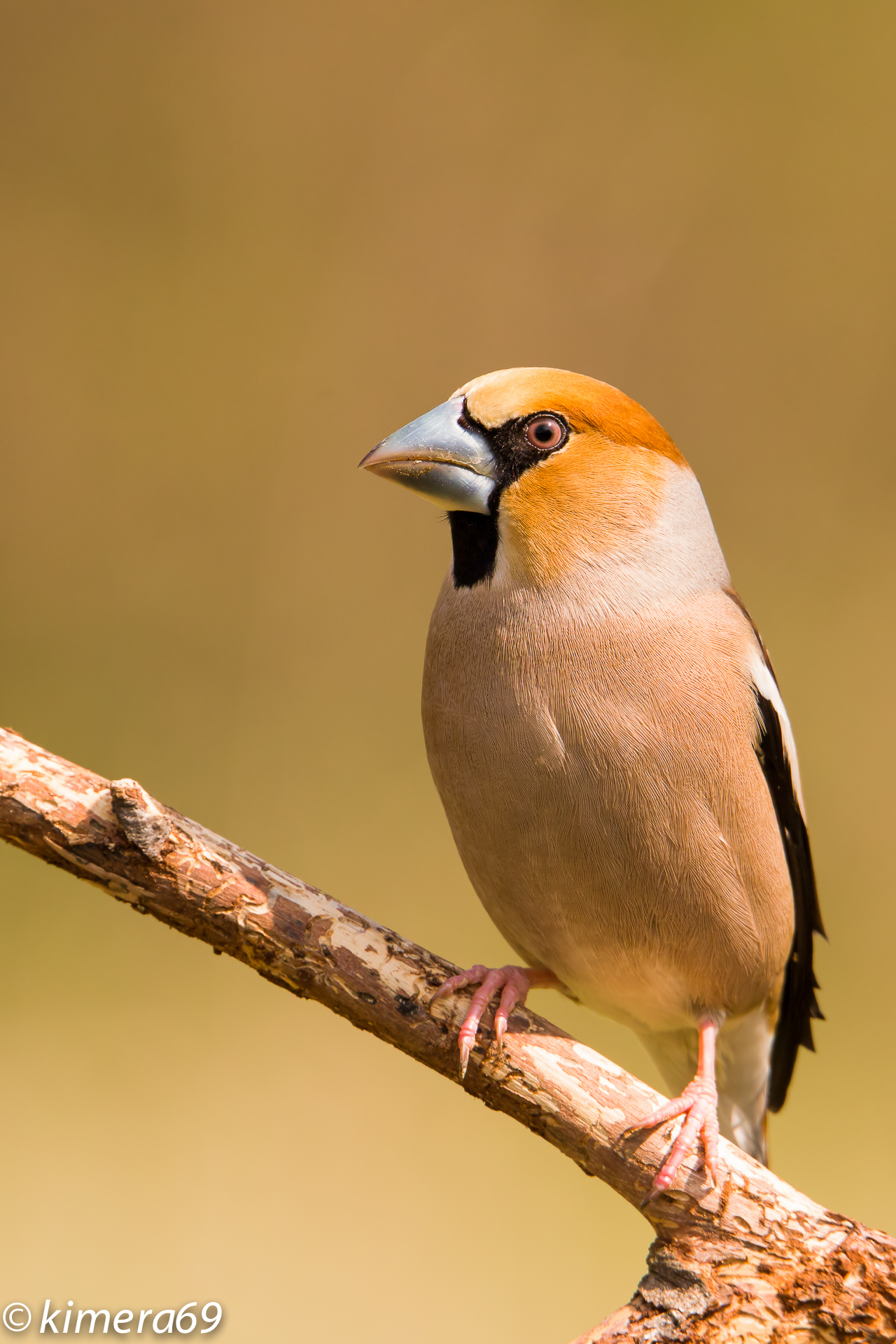 Coccothraustes coccothraustes