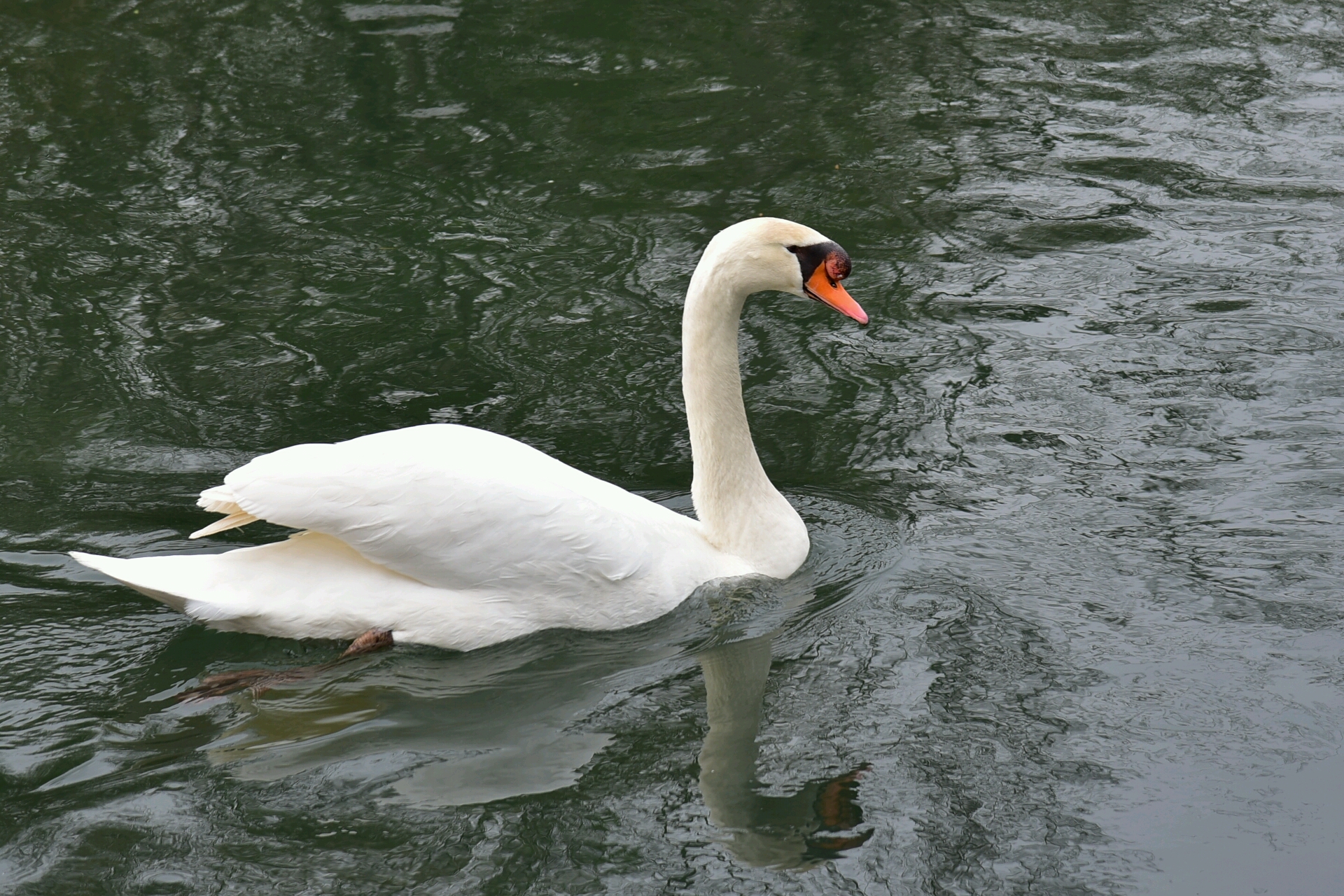swan