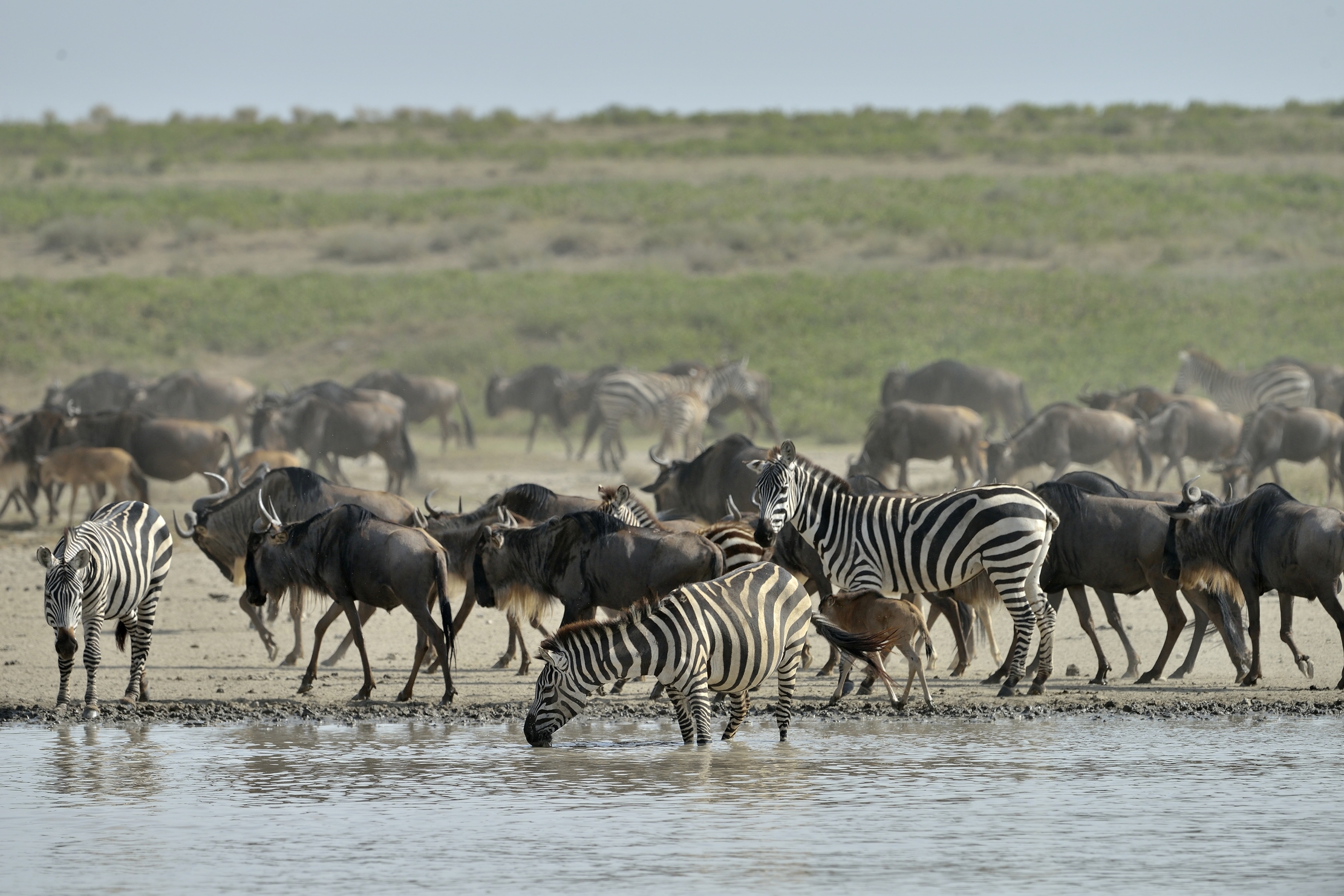 Tanzania 2015 - Sul lago