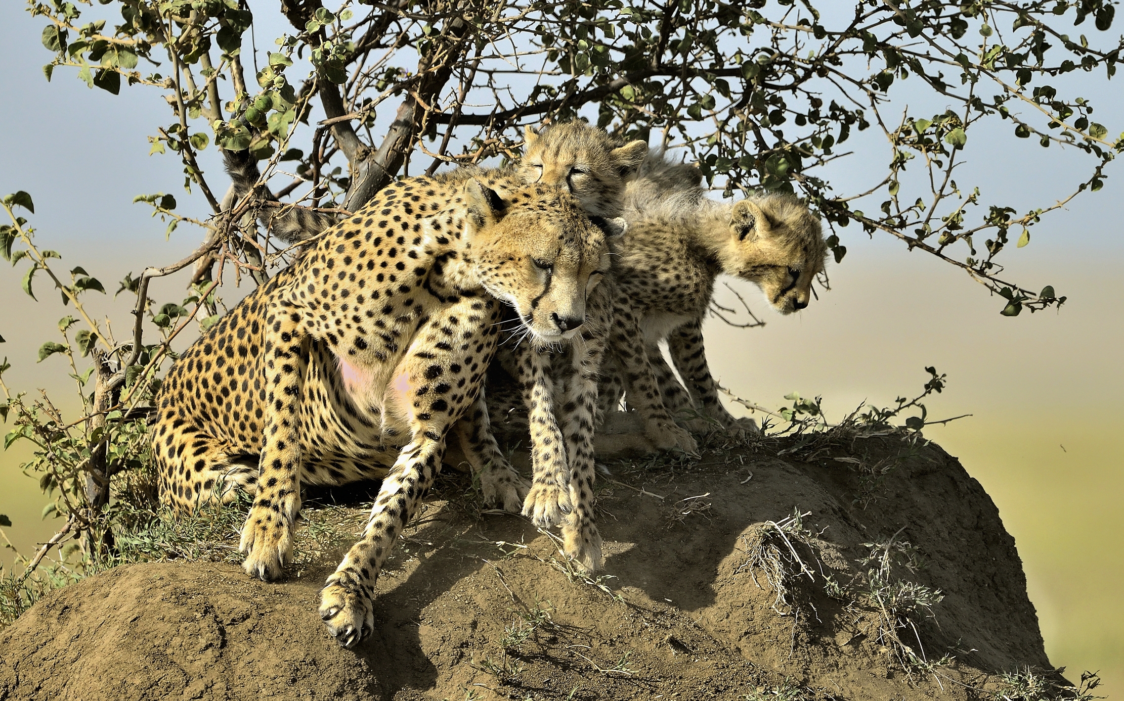 Tanzania 2015 - Ghepardi