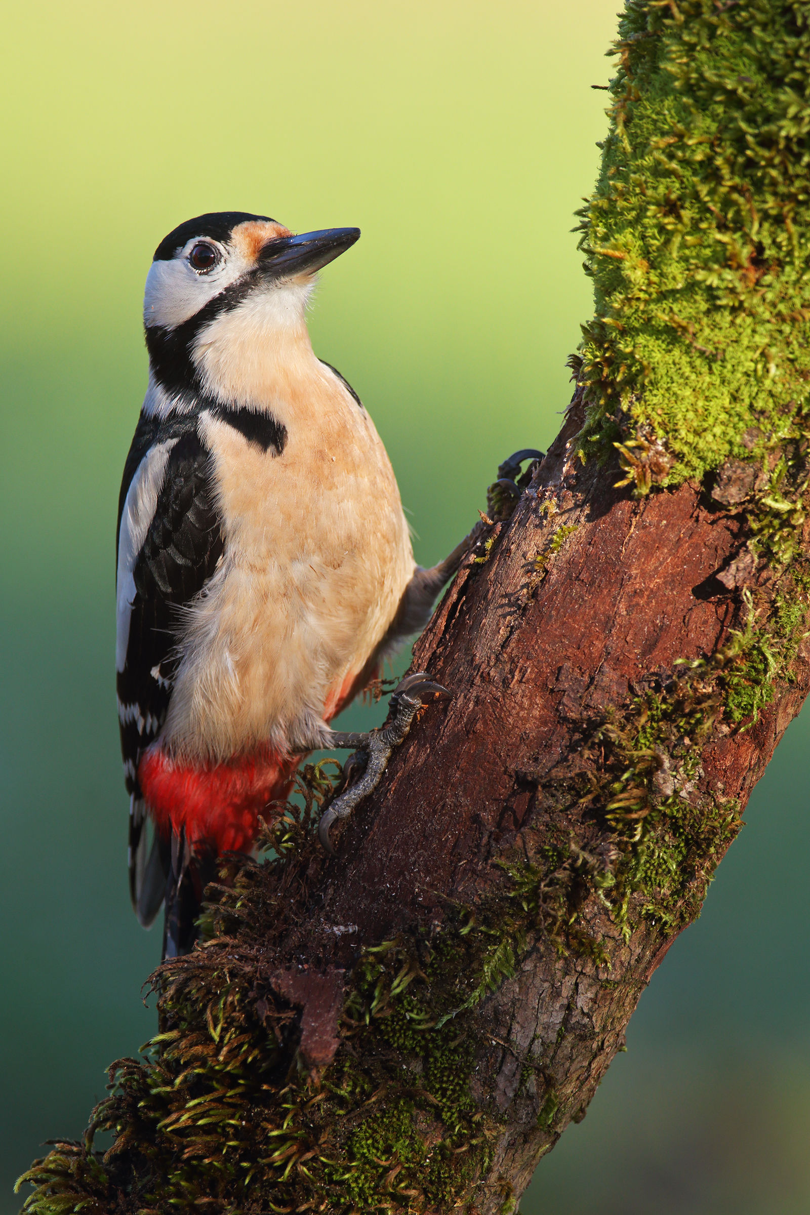 Woodpecker