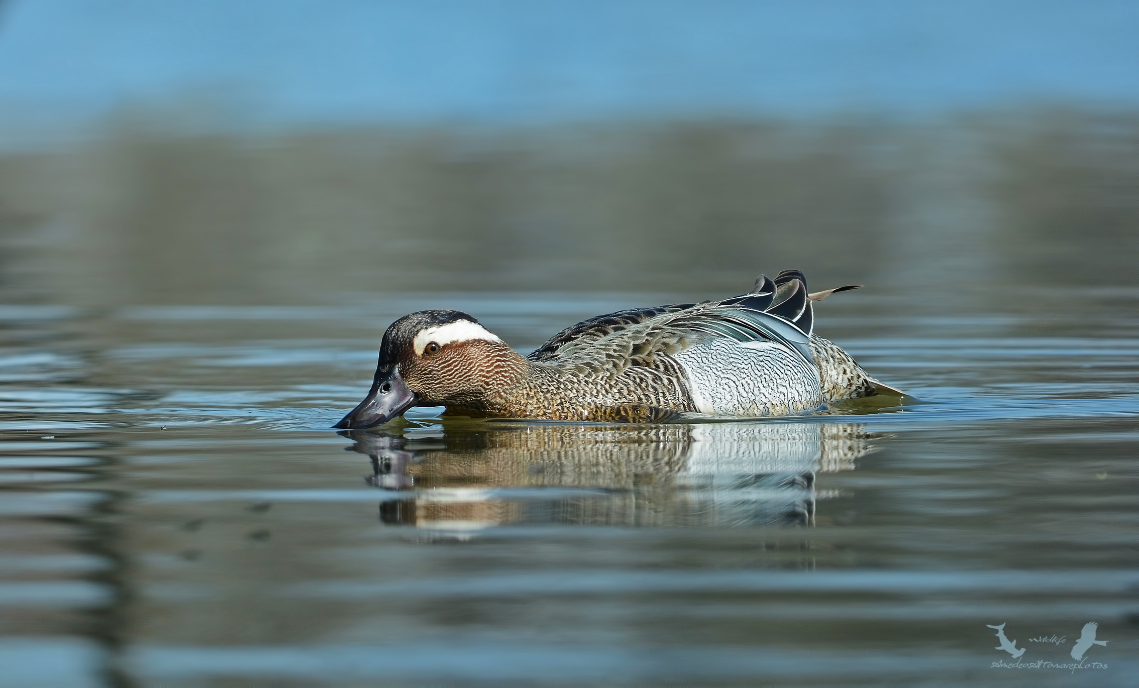 Garganey, Garganey