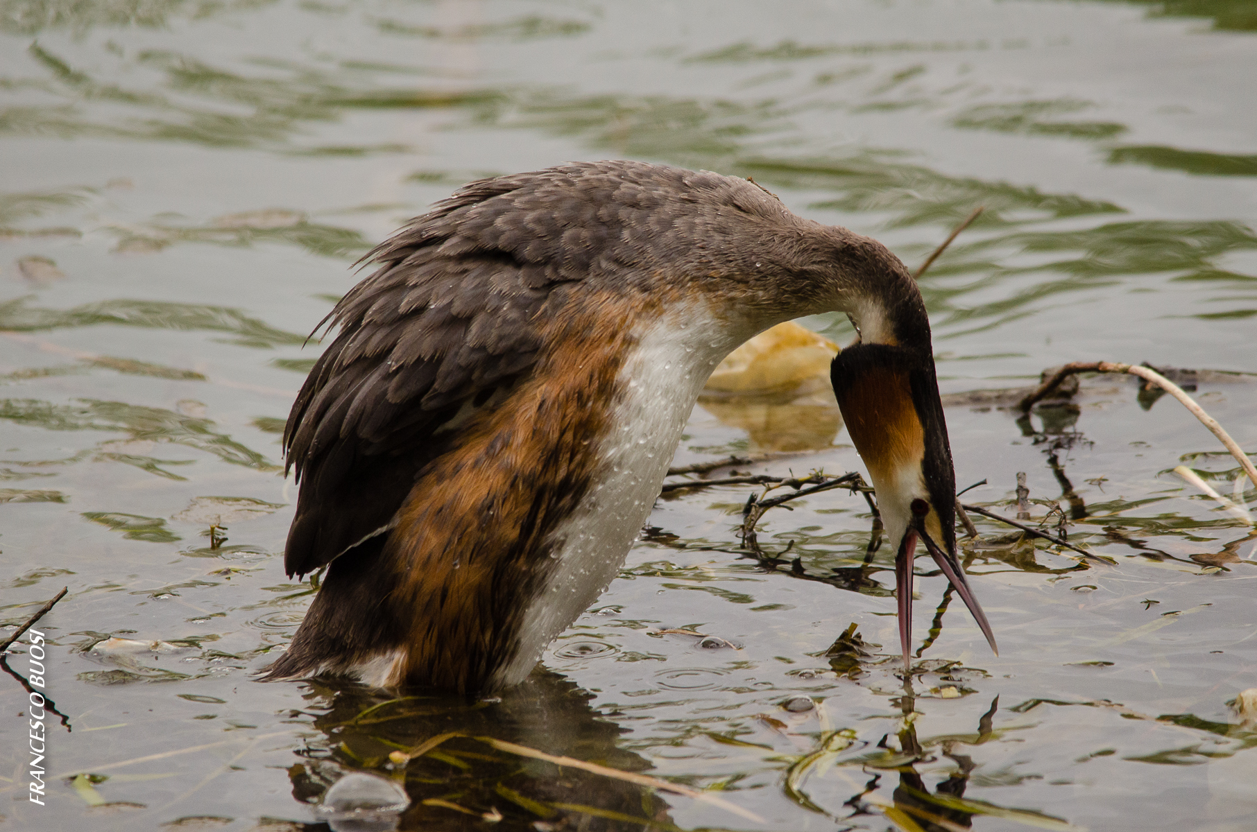 while preparing the nest