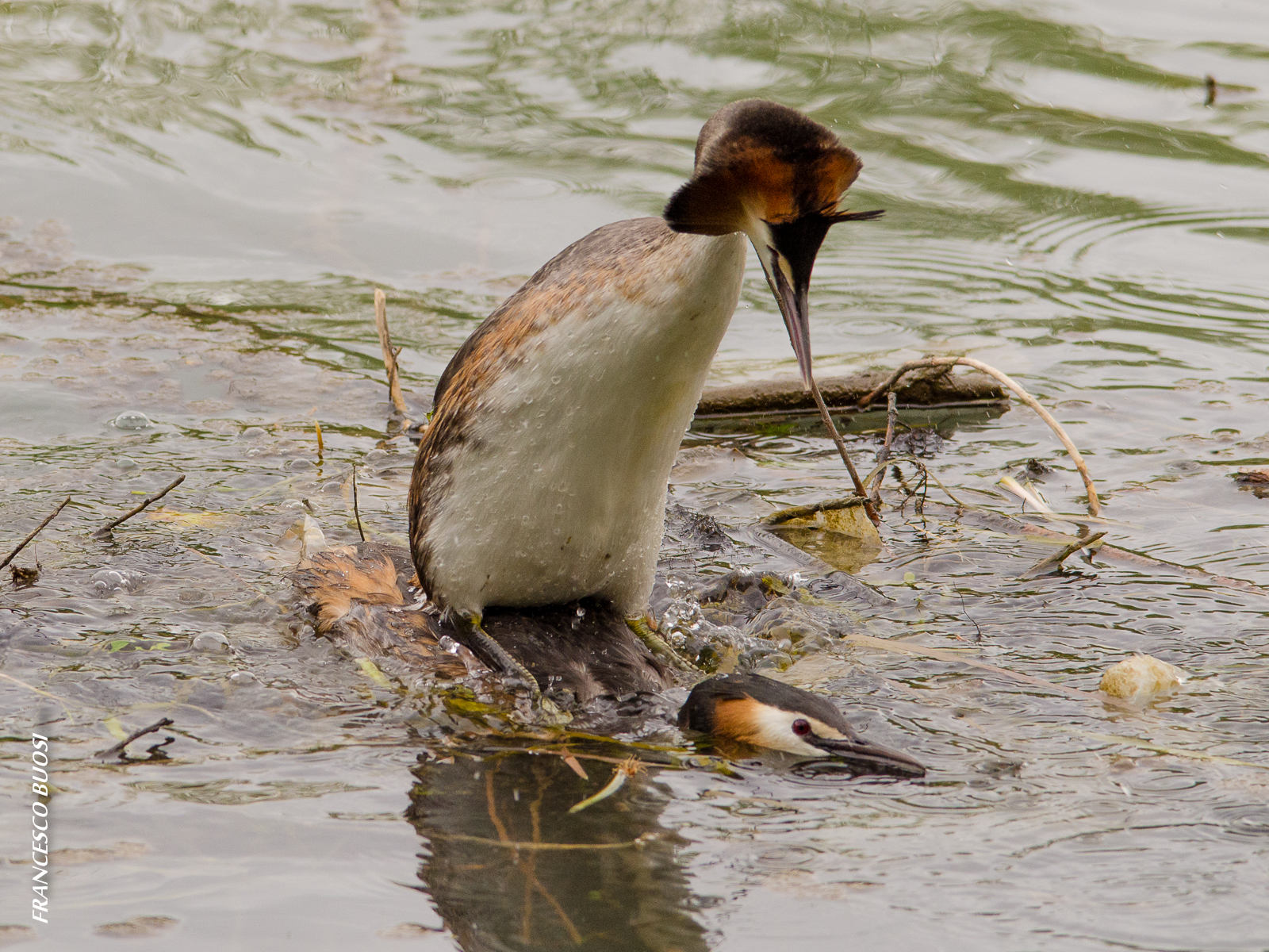 mating while preparing the nest