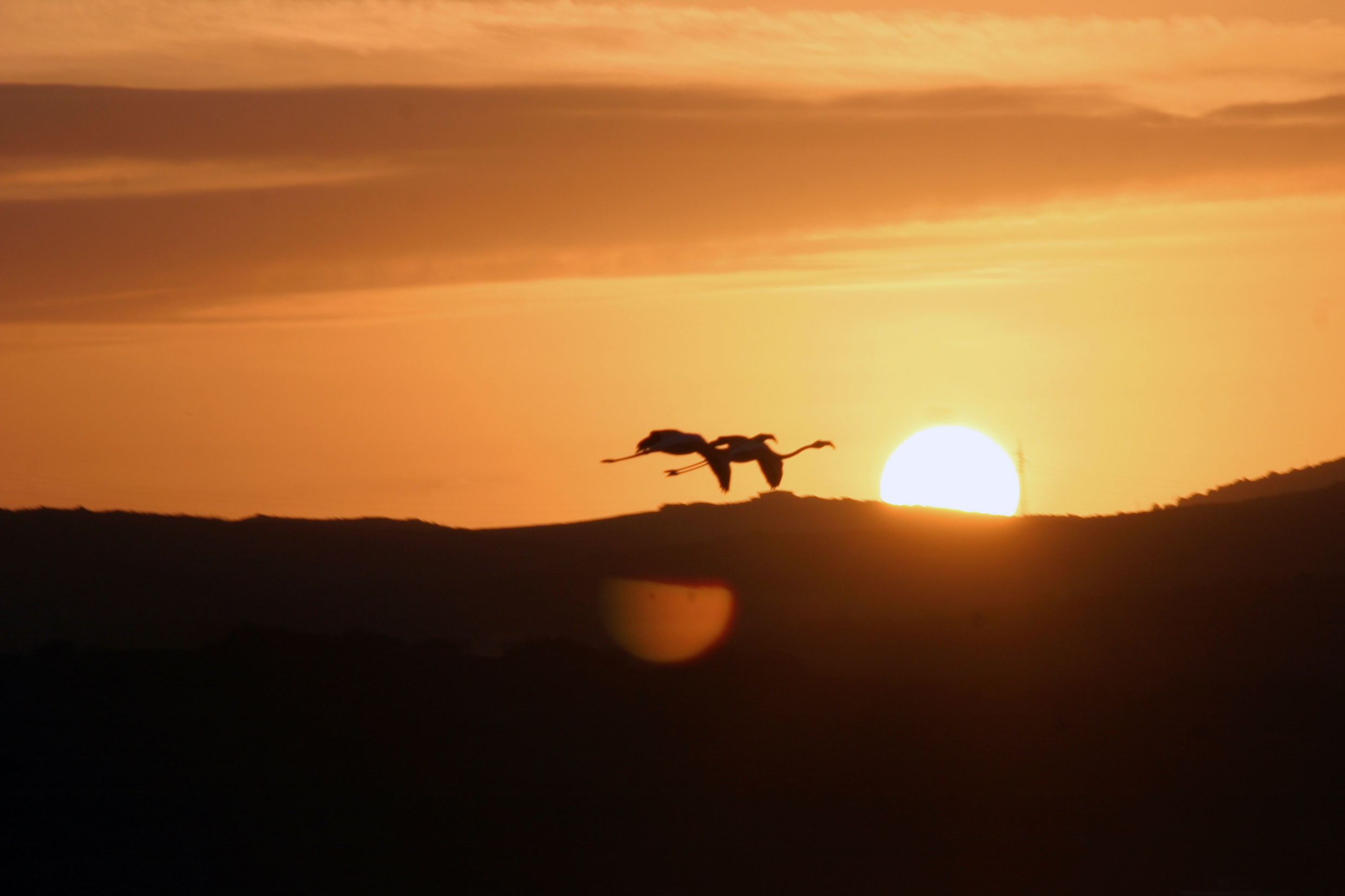 Fenicotteri..al tramonto