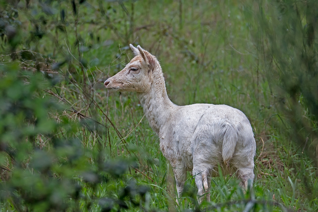Female roe deer (albino)
