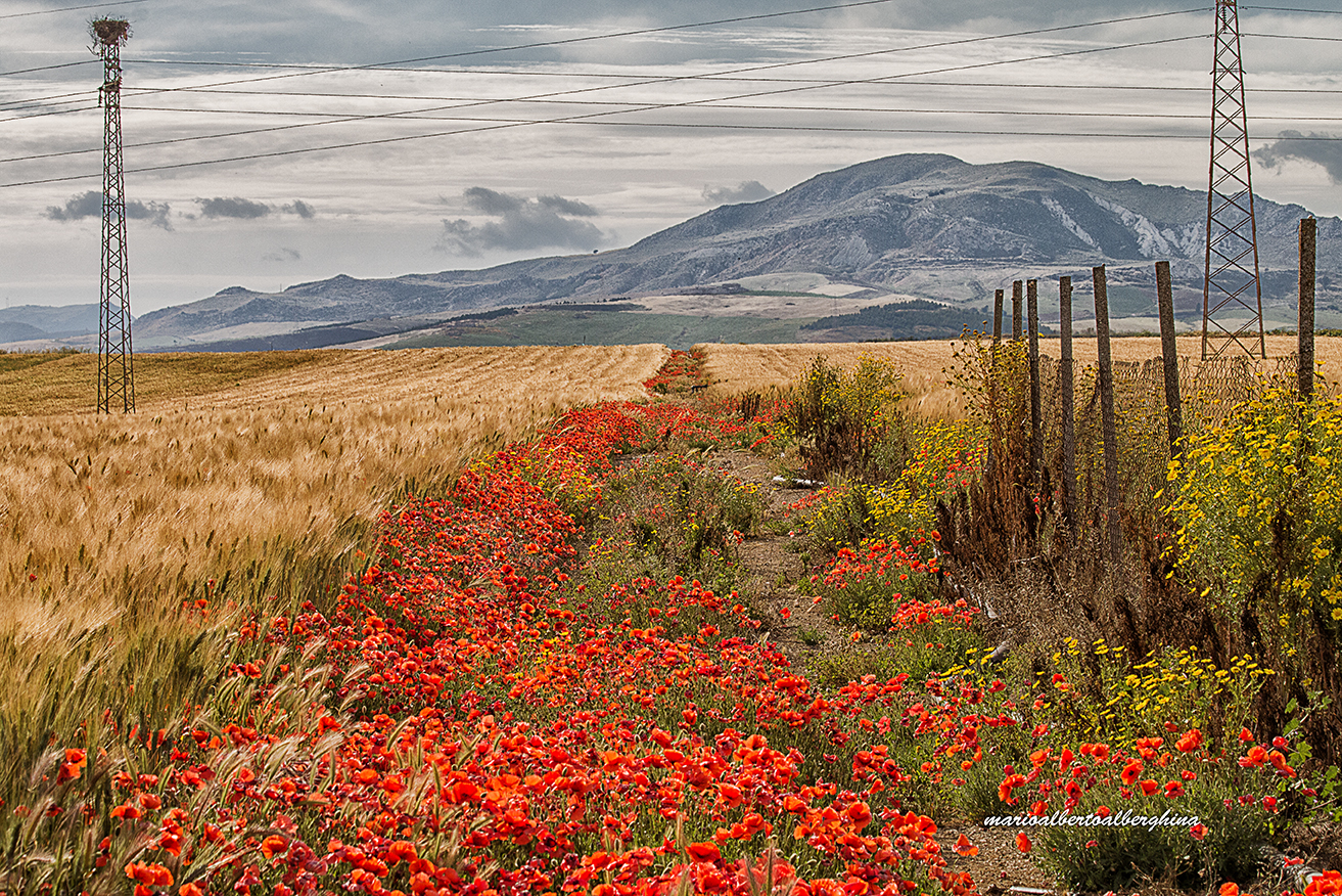 Sulla strada per Gela