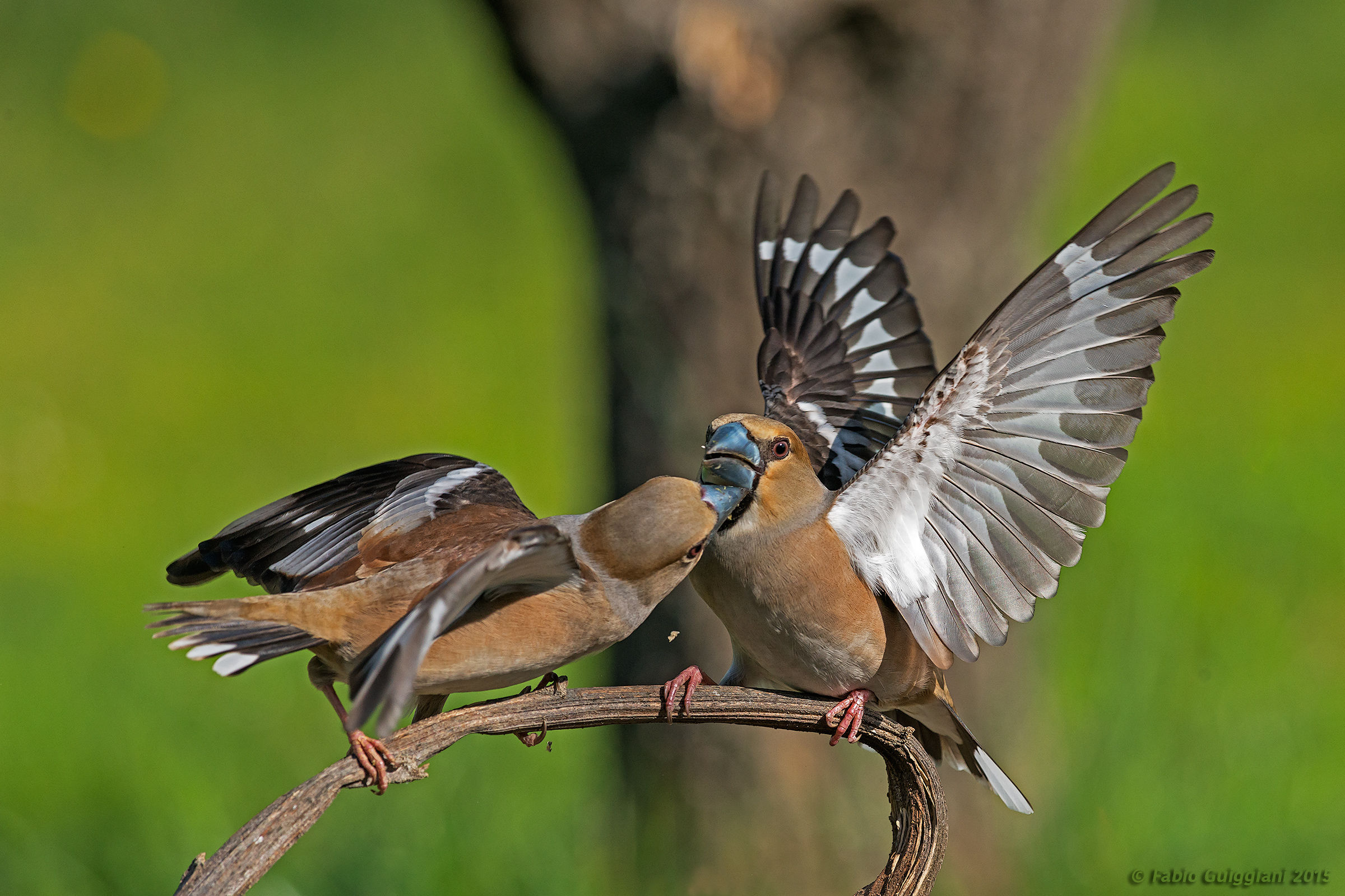 For a handful of seeds