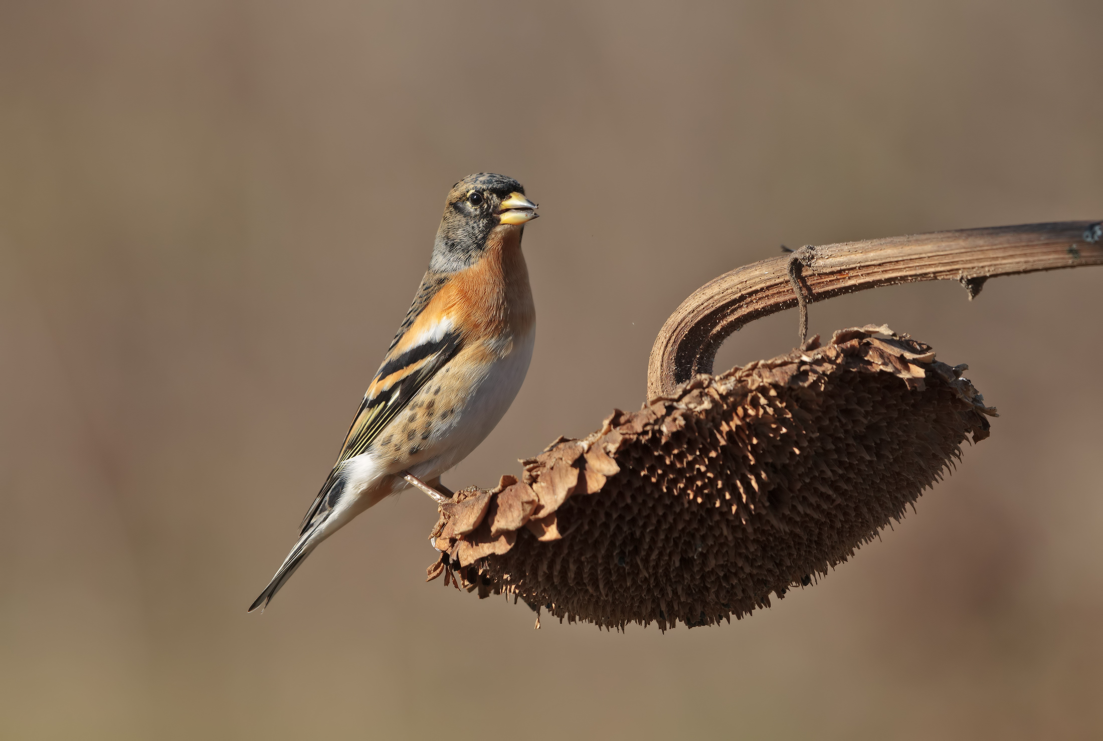 Peppola maschio in abito invernale