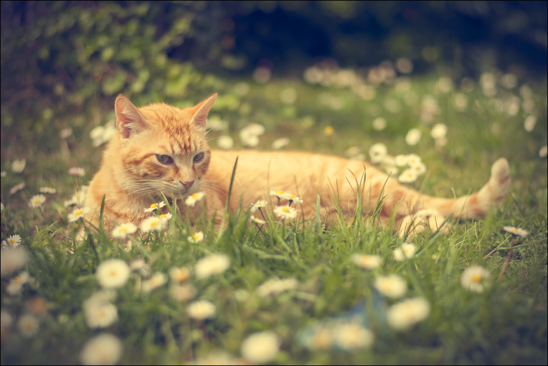 Blessed among the daisies