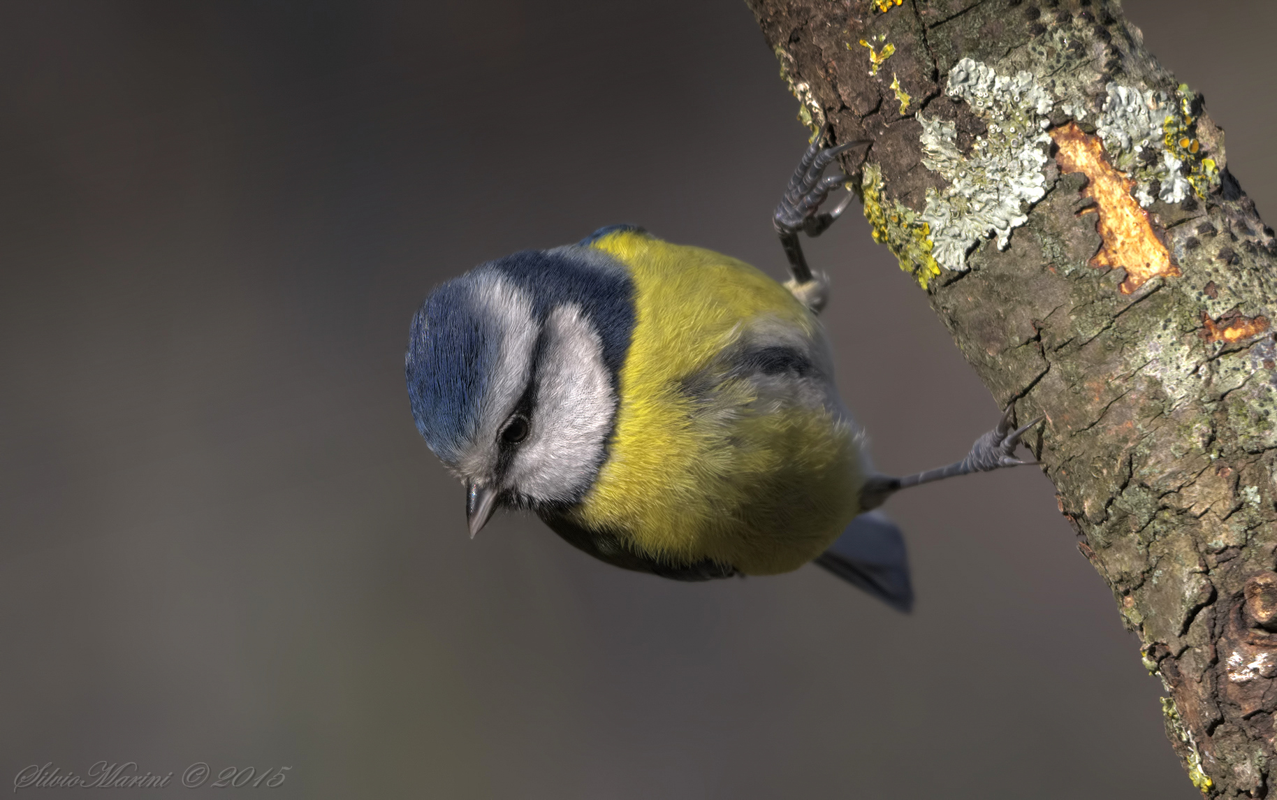 Cinciarella (Cyanistes caeruleus) artigliata
