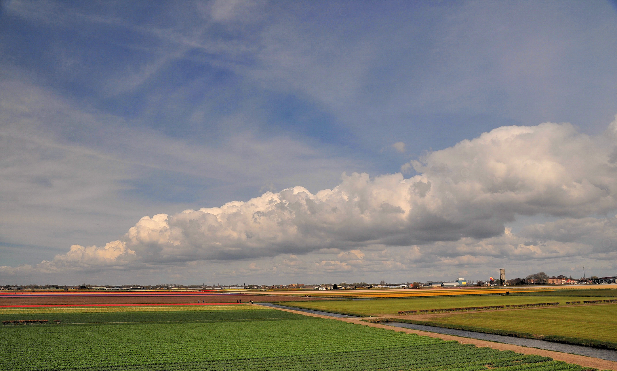 Holland: tulip fields in Lisse