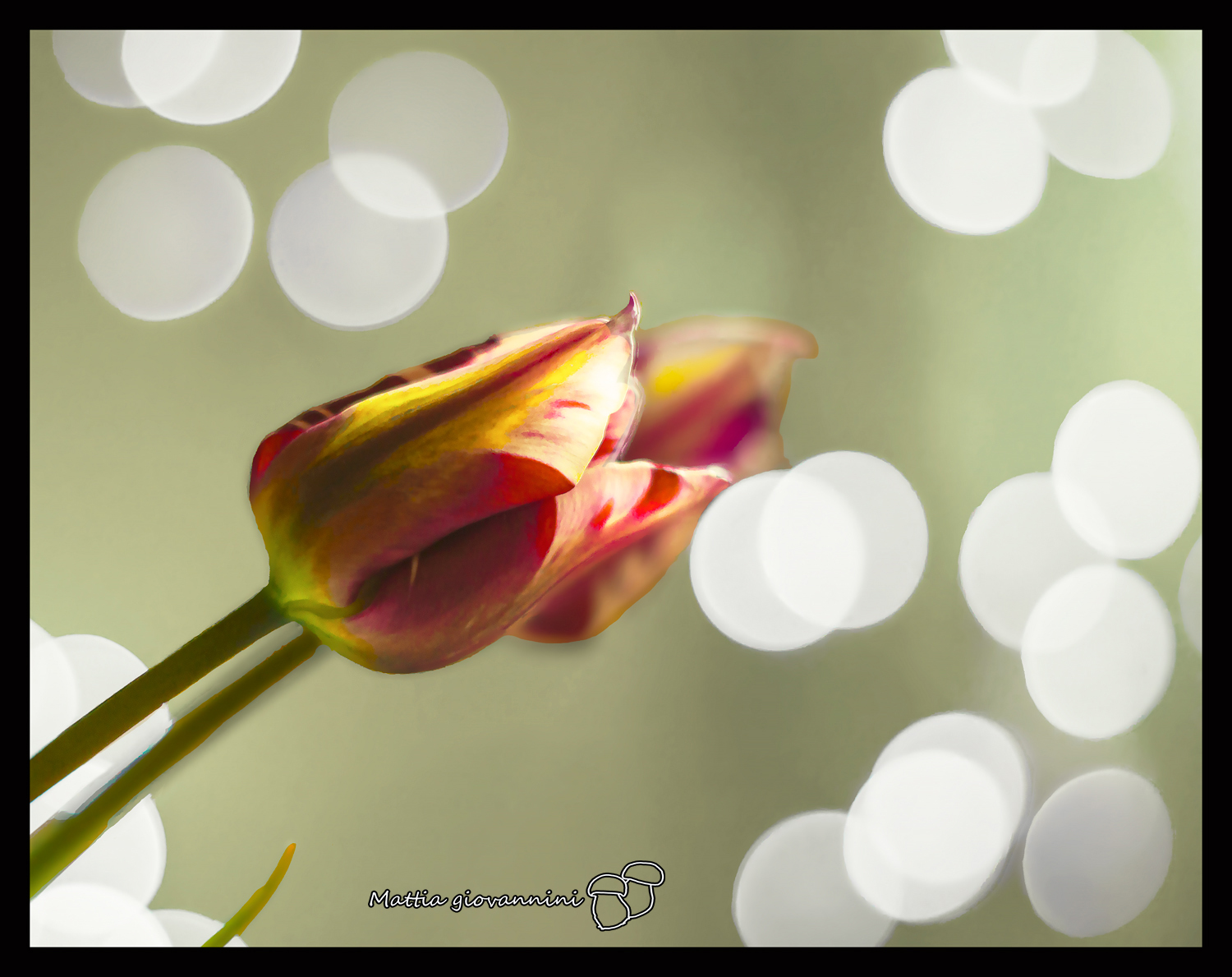 tulipani e bokeh 2