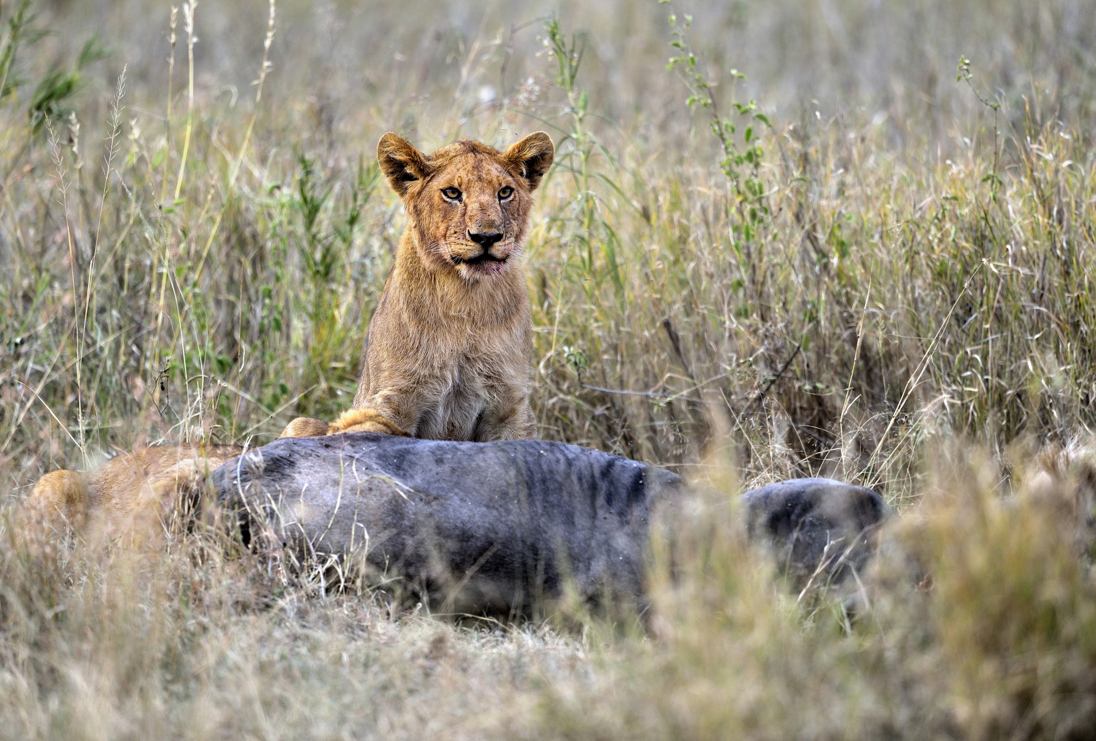 Tanzania 2015 - Con la preda