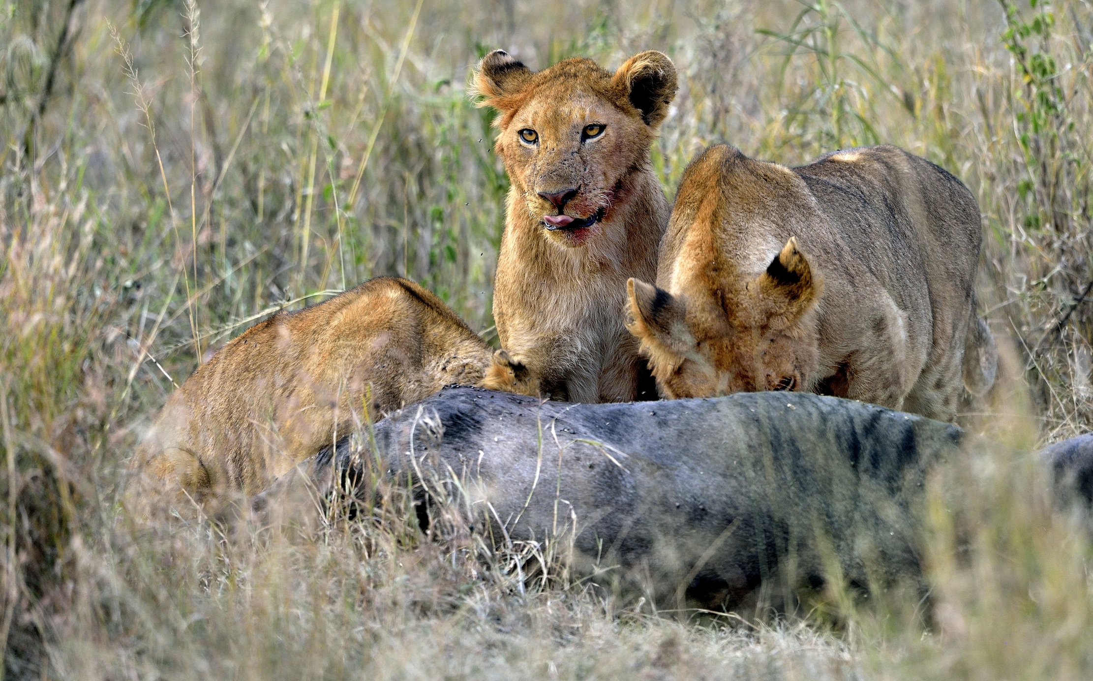 Tanzania 2015 - Banchetto