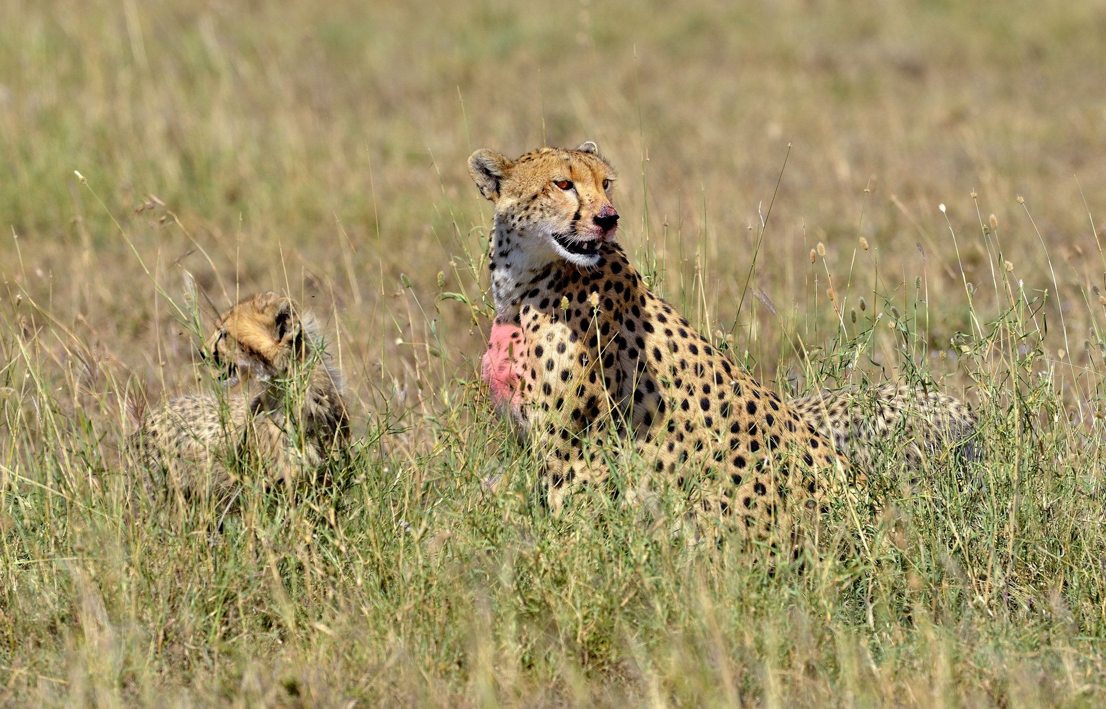 Tanzania 2015 - Nell'erba