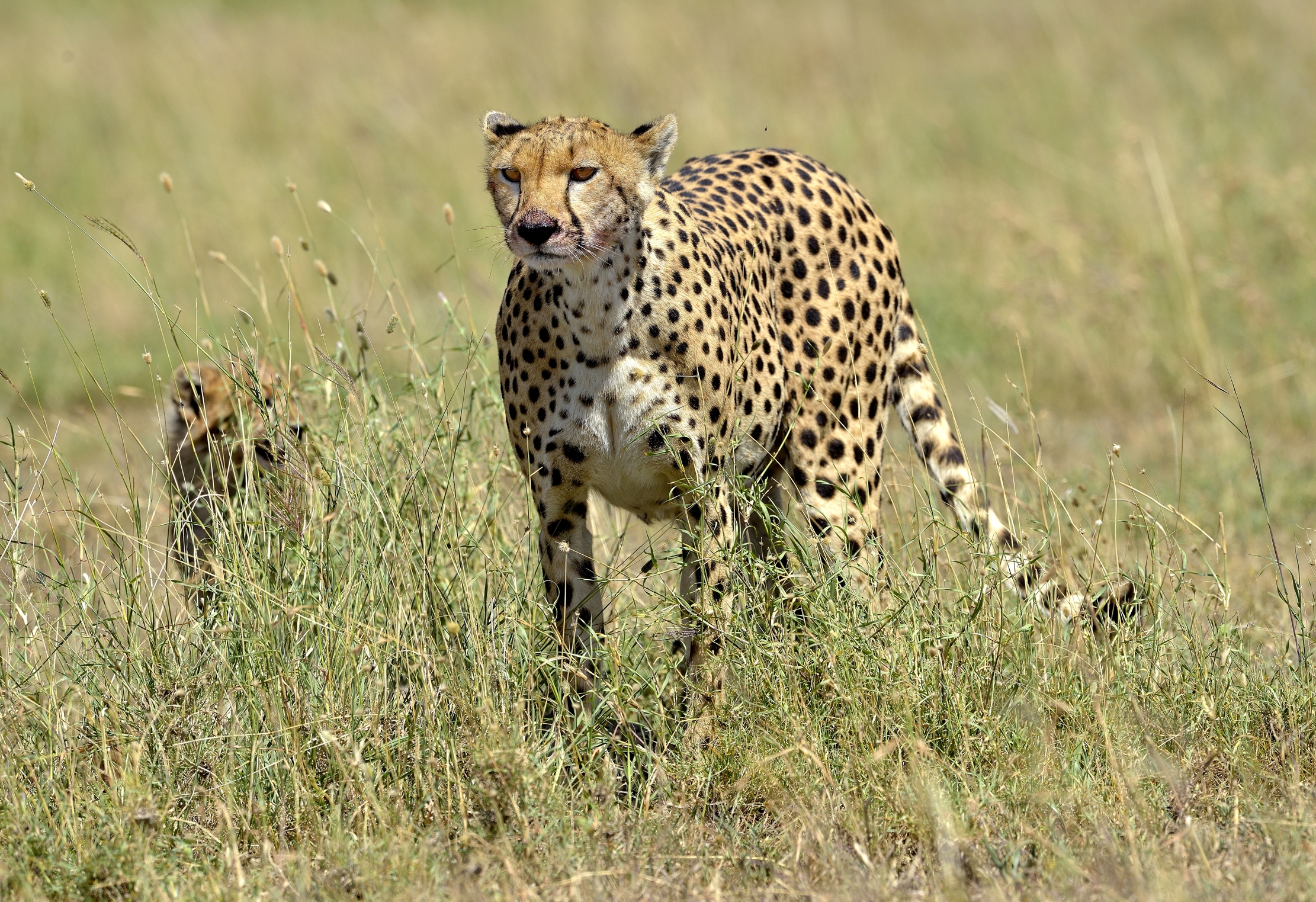 Tanzania 2015 - Ghepardi