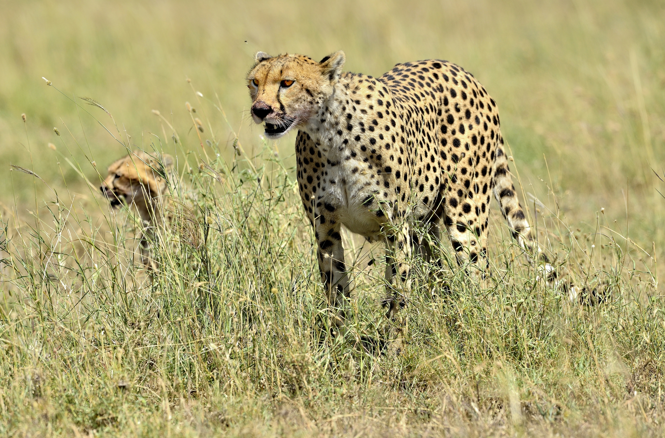 Tanzania 2015 - Ghepardi