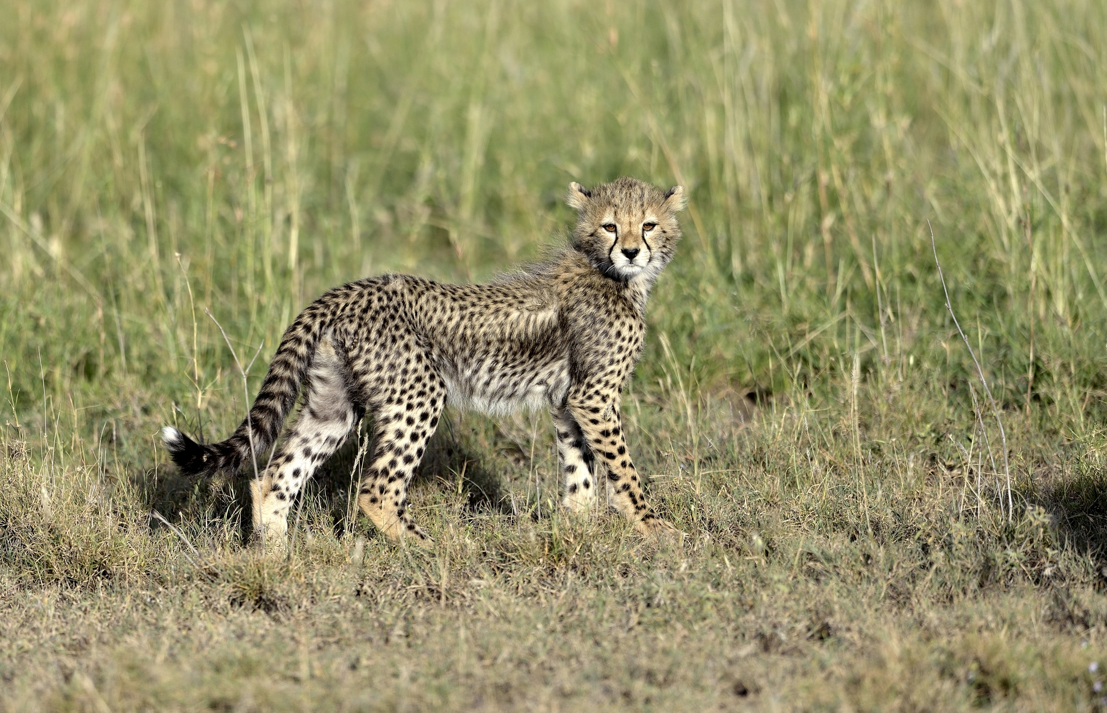 Tanzania 2015 - Ghepardino