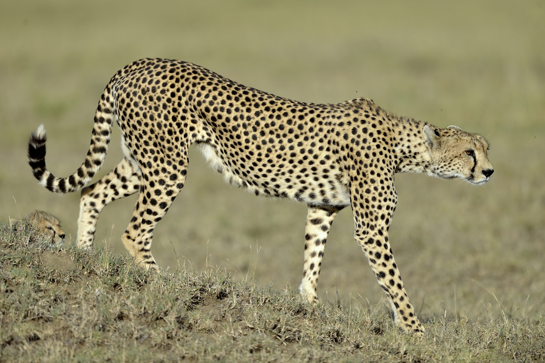 Tanzania 2015 - Ghepardo