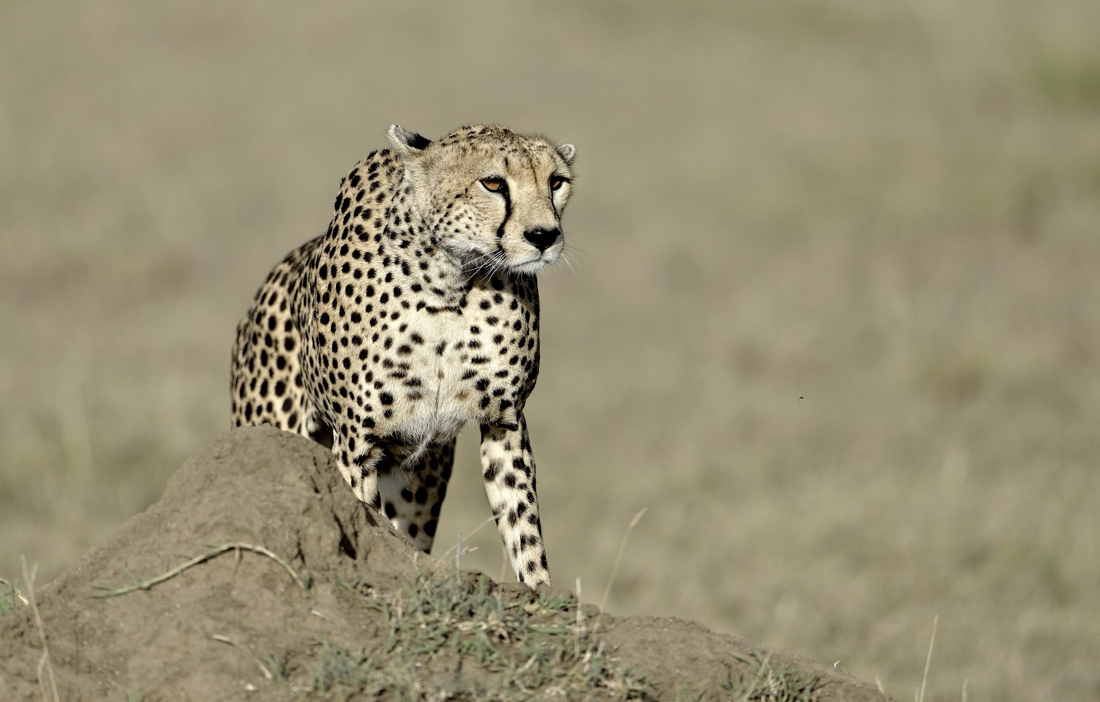 Tanzania 2015 - Di punta