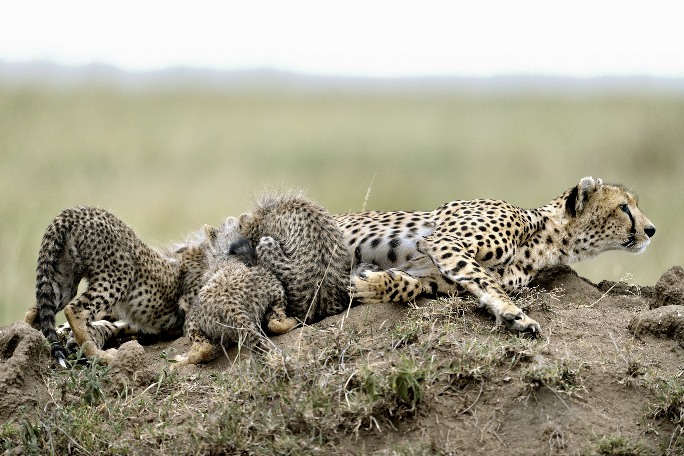 Tanzania 2015 - Sempre all'erta