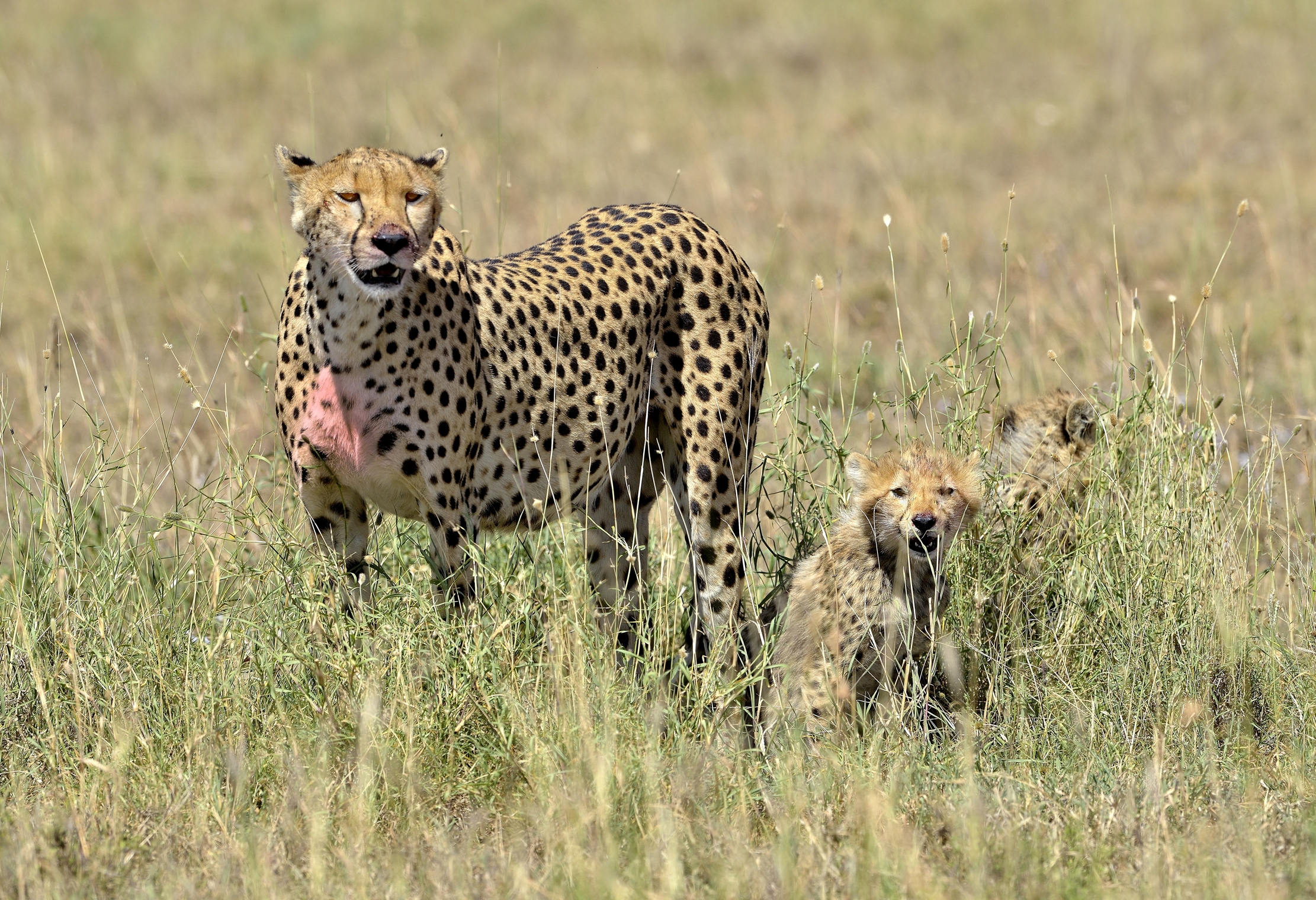 Tanzania 2015 - Ghepardi