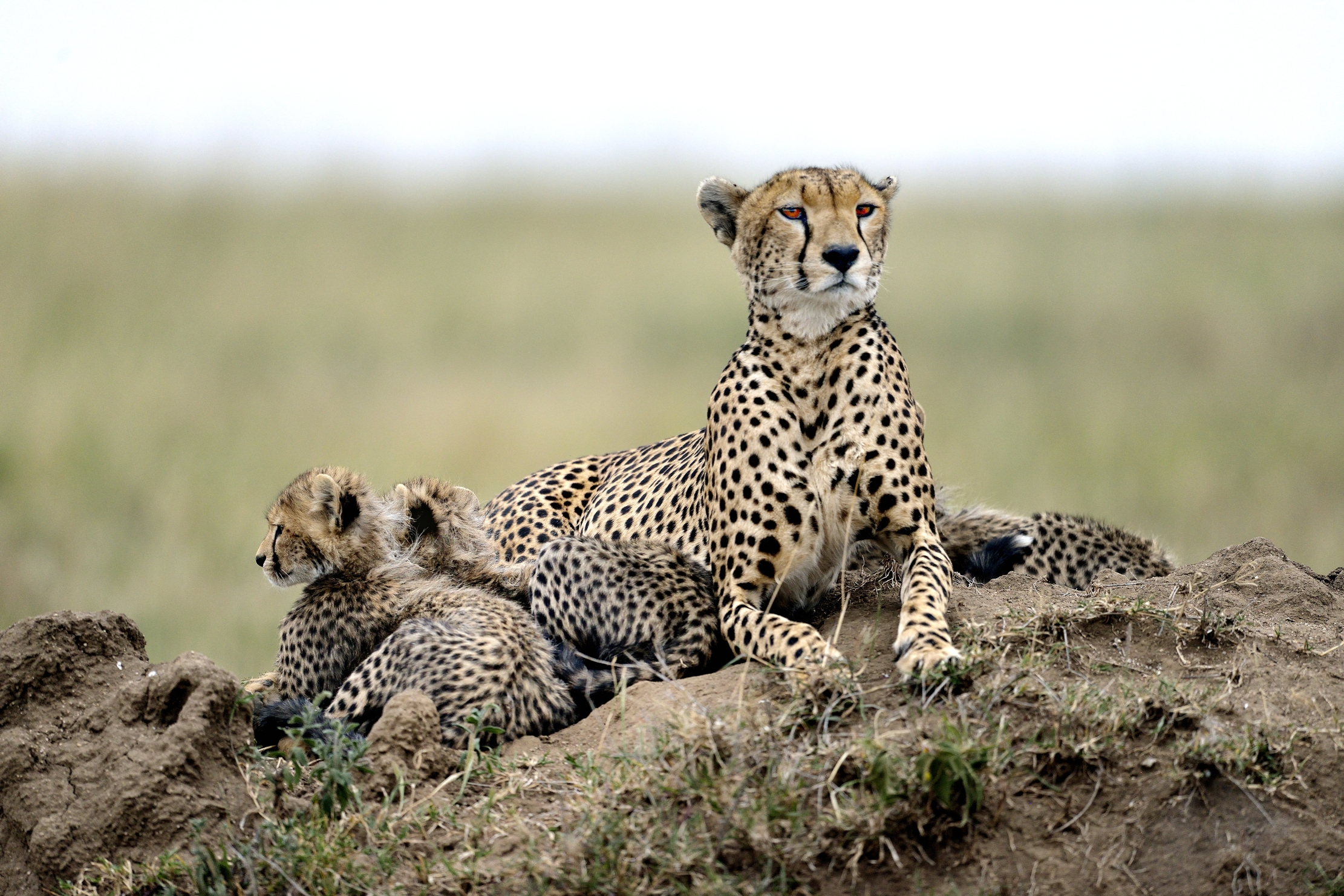 Tanzania 2015 - Mamma ghepardo & C
