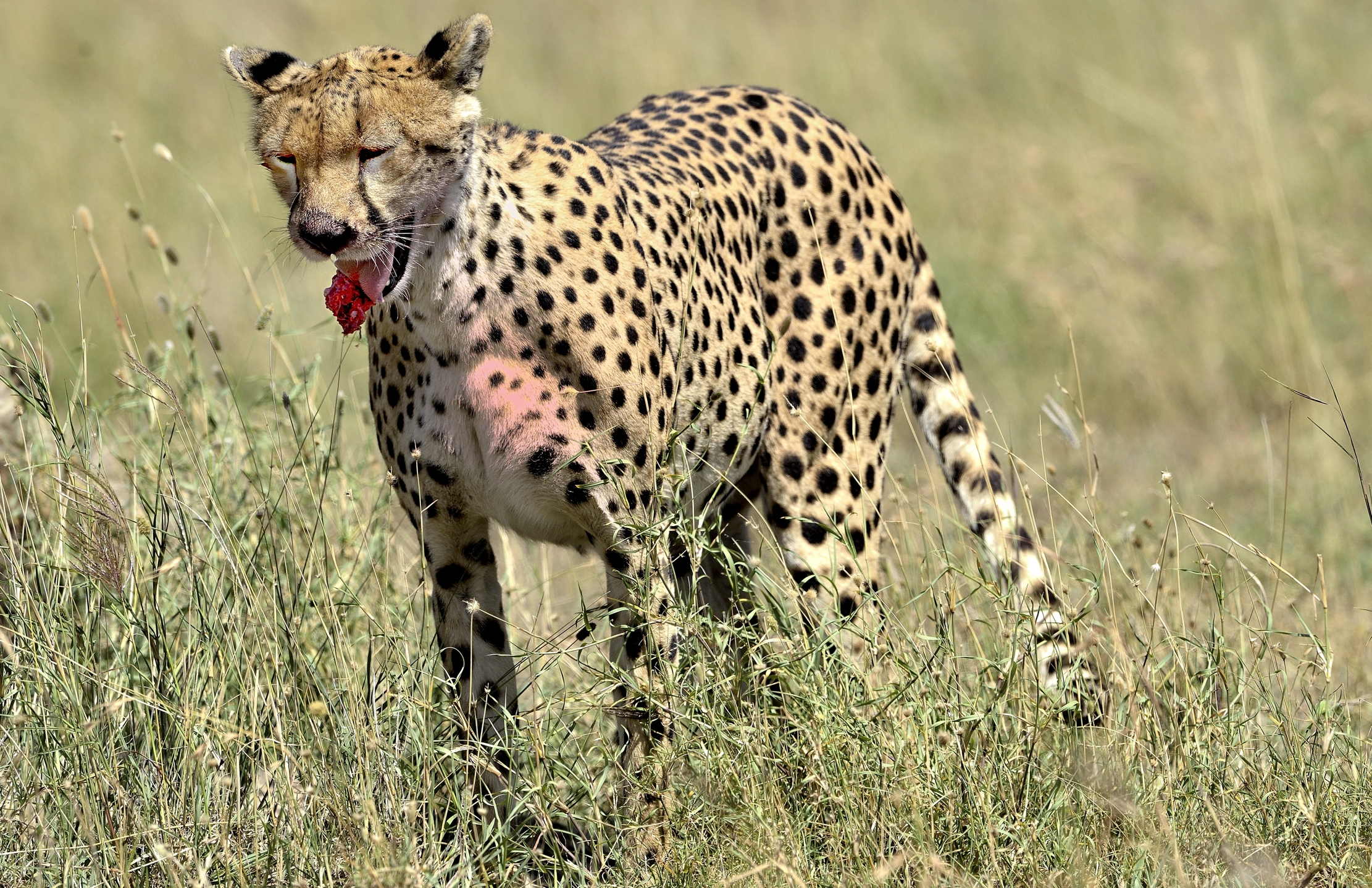 Tanzania 2015 - Mi va di traverso