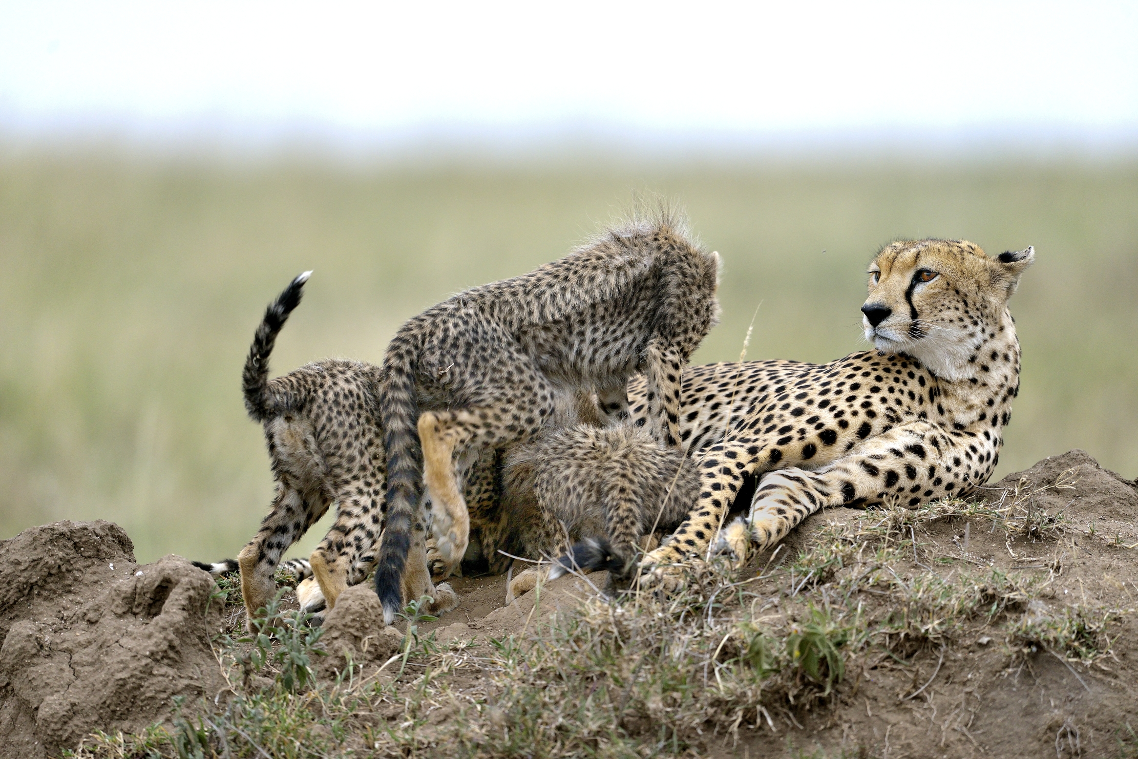 Tanzania 2015 - Amorevole attenzione