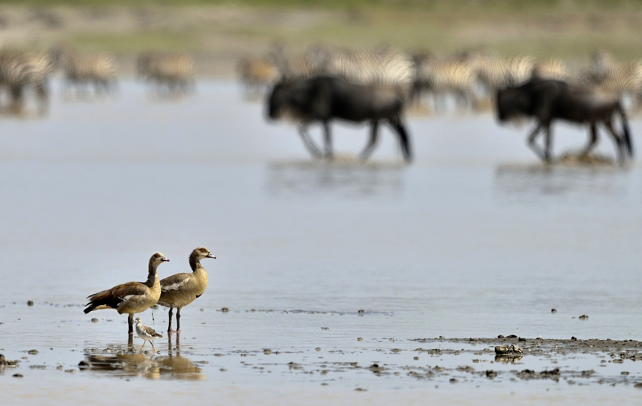 Tanzania 2015 - Migrazione: spettatori