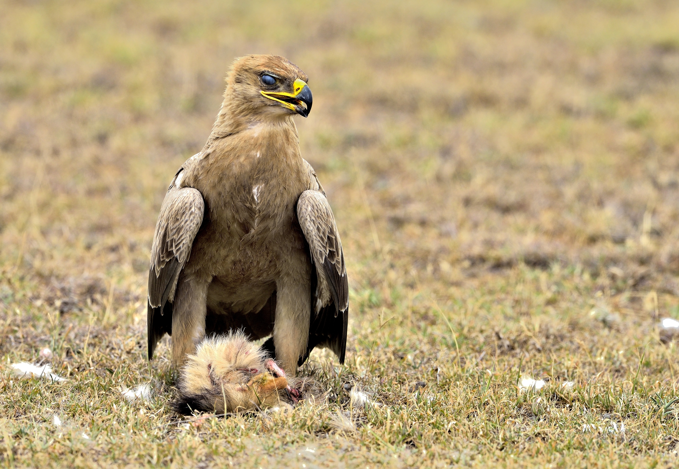 Tanzania 2015 - Aquila della steppa con preda