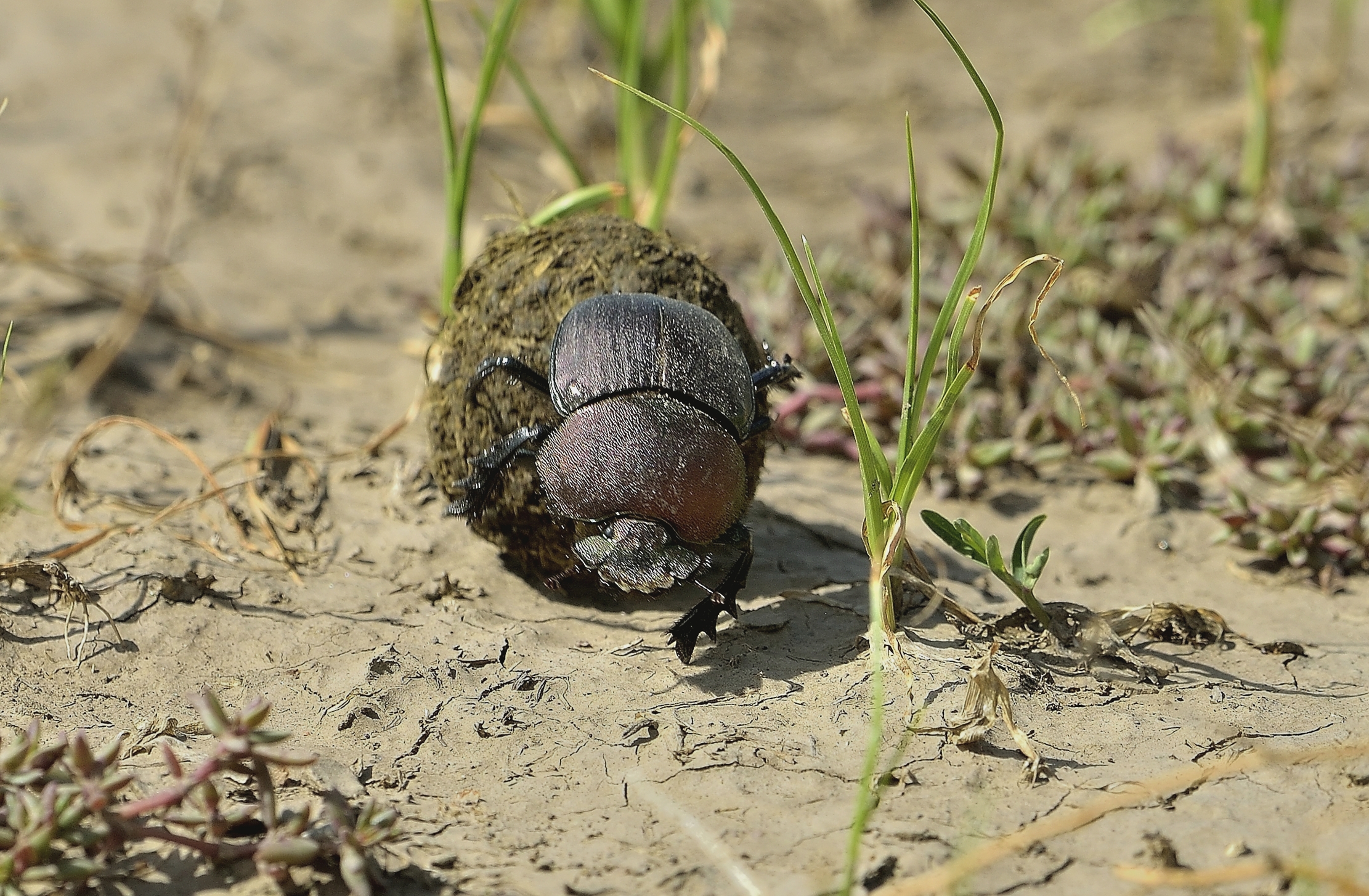 Tanzania 2015 - Scarabeo stercorario