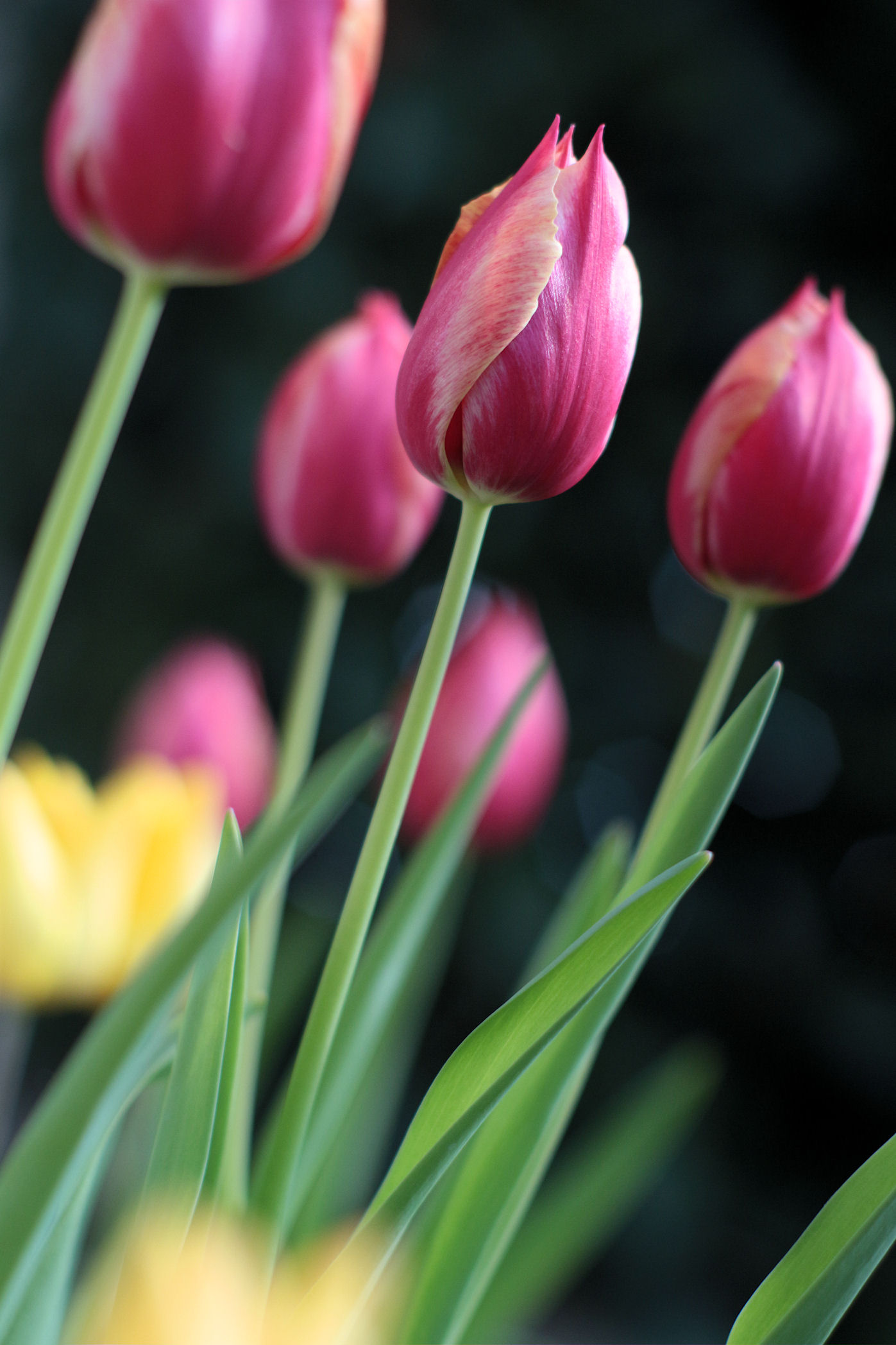 tulipani con pentax asahi 1.4 smc
