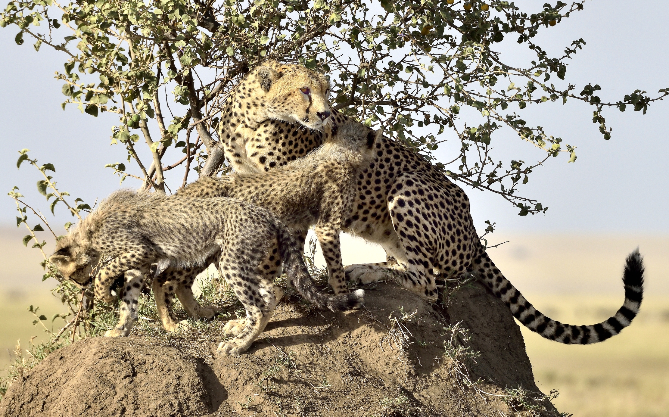 Tanzania 2015 - Mamma ghepardo & C