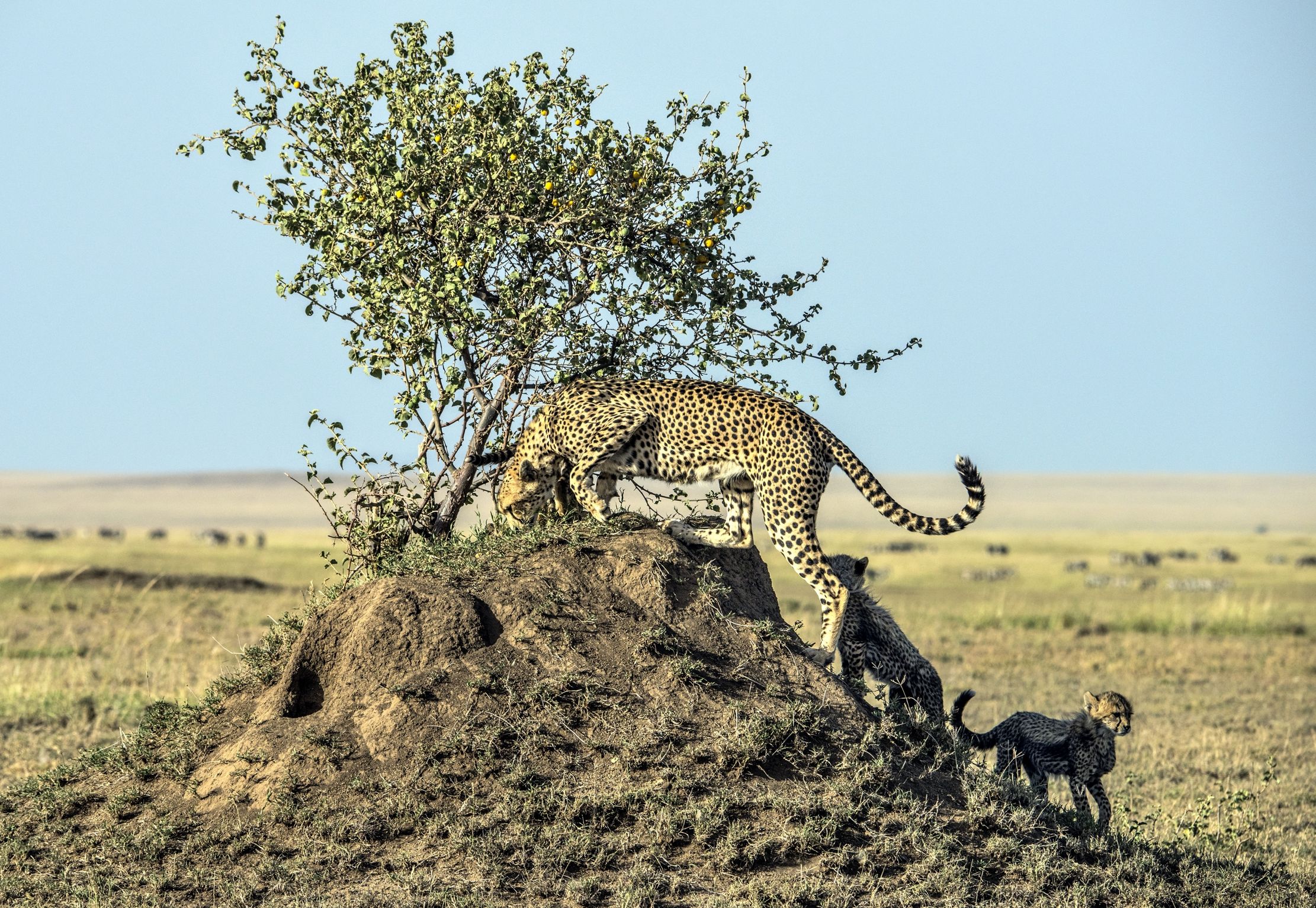Tanzania 2015 - Mamma ghepardo & C
