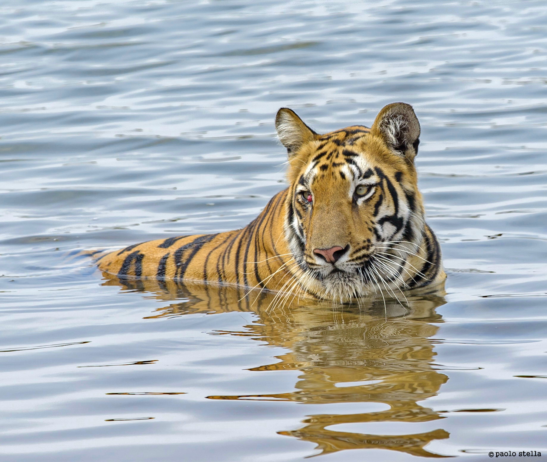 resting at Tadoba's Lake