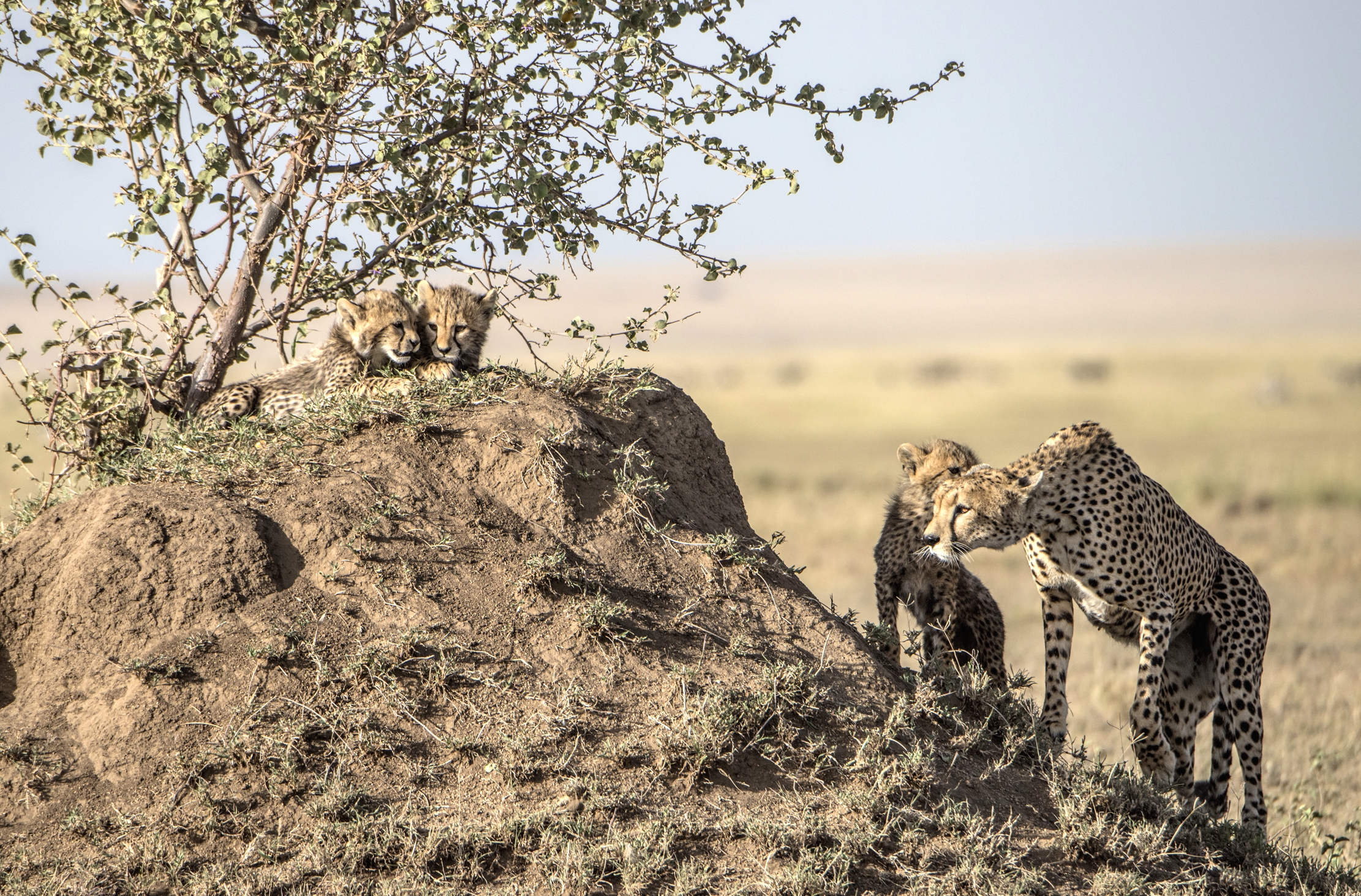 Tanzania 2015 - Il cucuzzolo