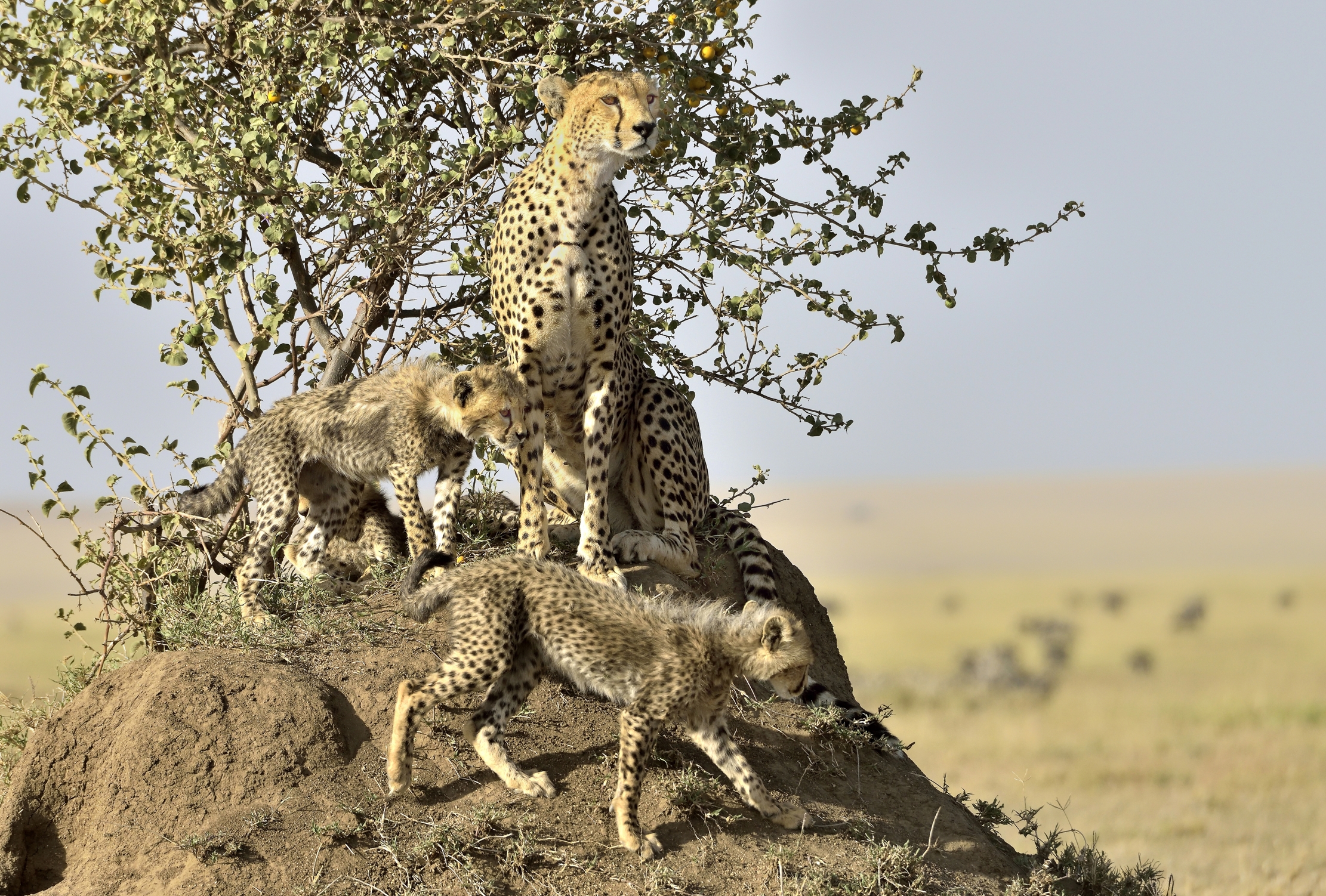 Tanzania 2015 - Di vedetta