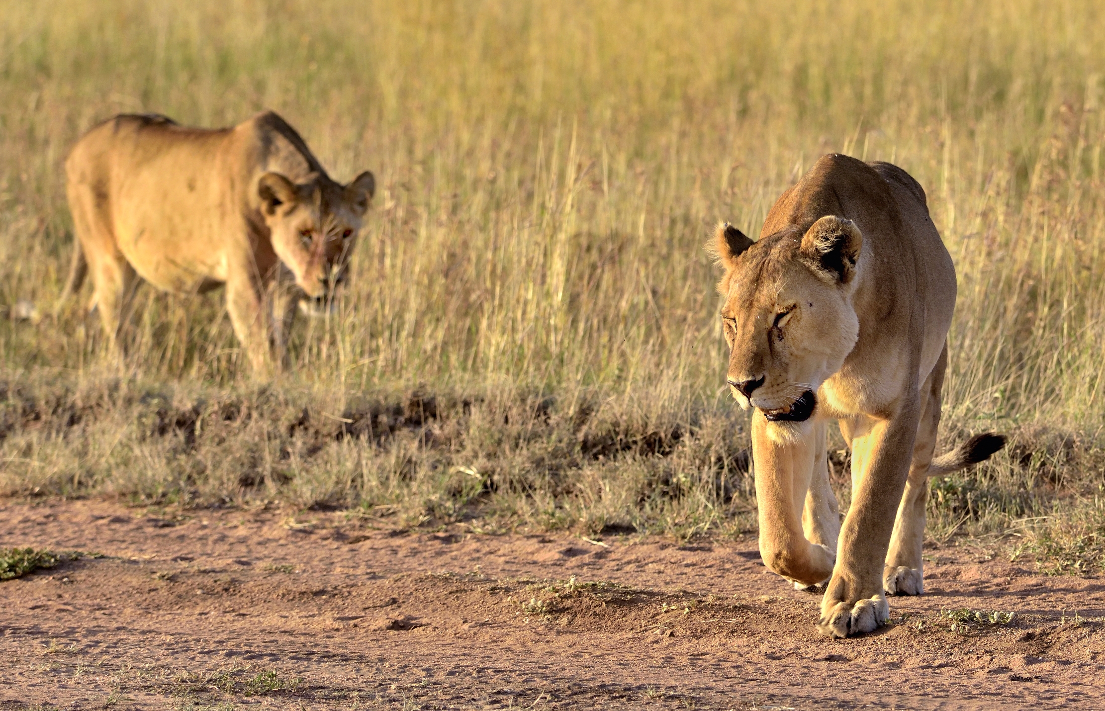 Tanzania 2015 - Leonesse al mattino
