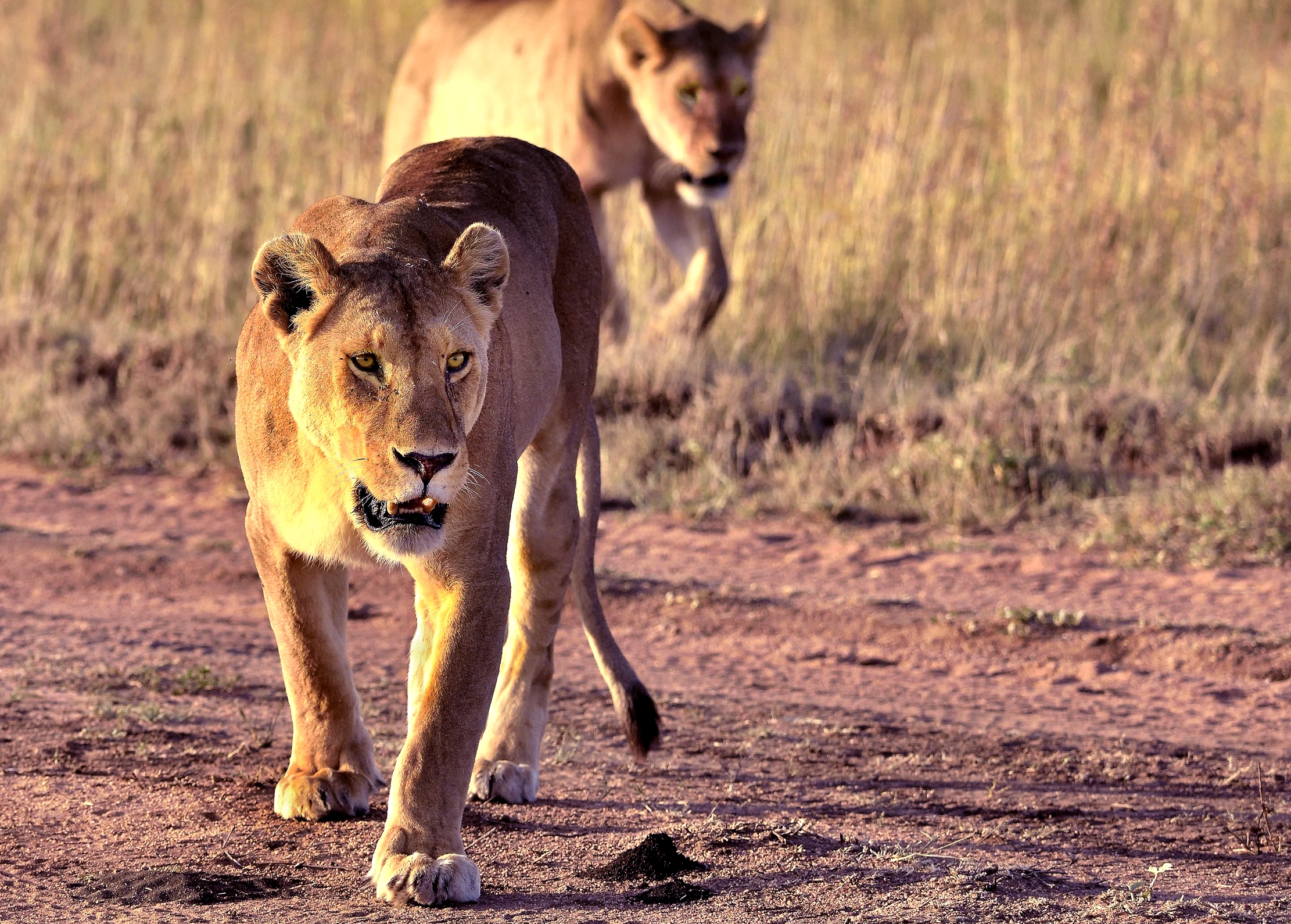 Tanzania 2015 - Leonesse al mattino