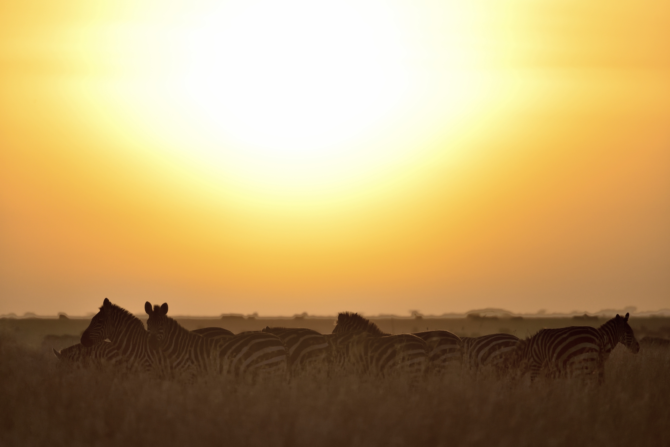 Tanzania 2015 - Zebre all'alba