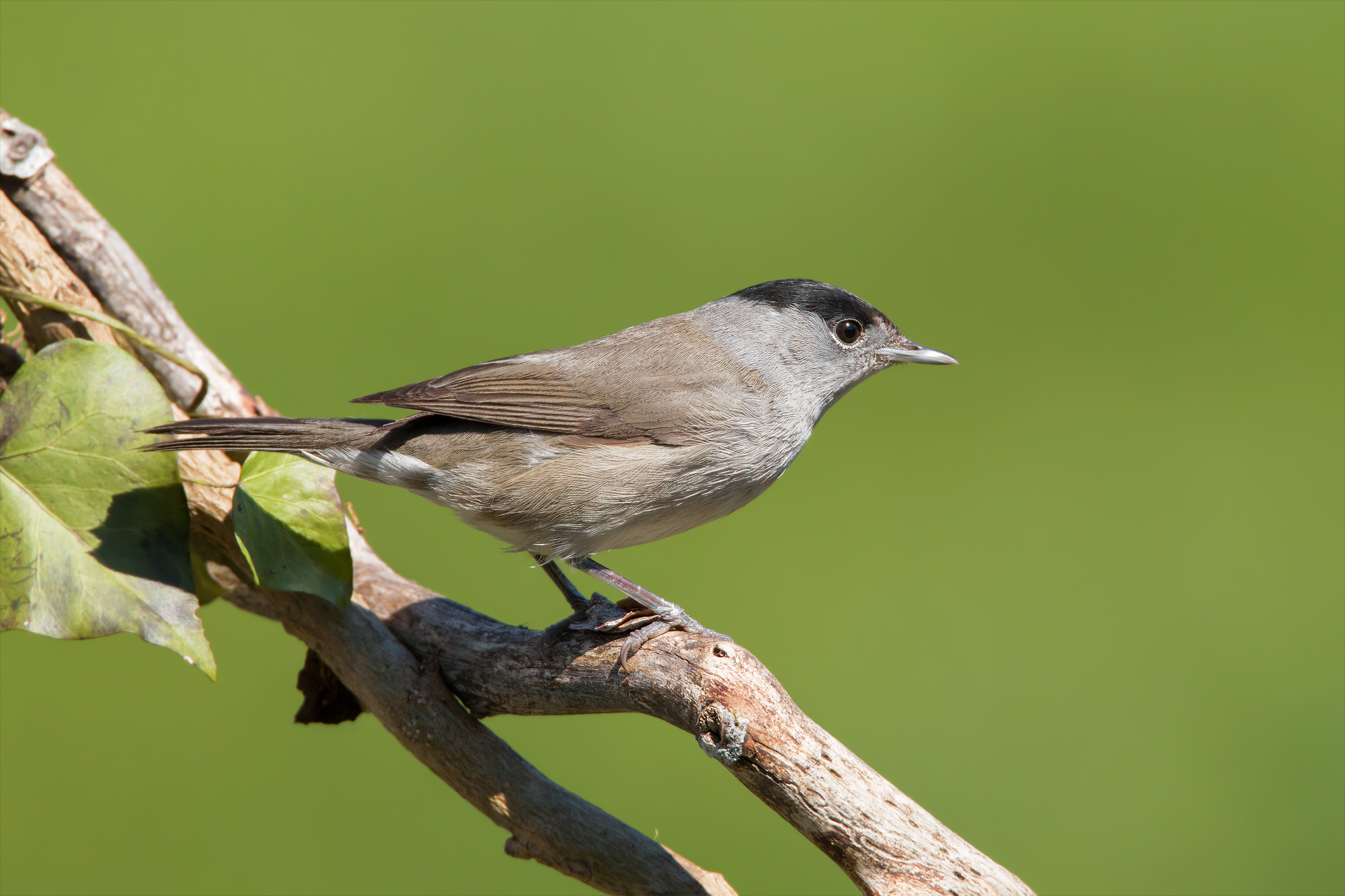 Blackcap