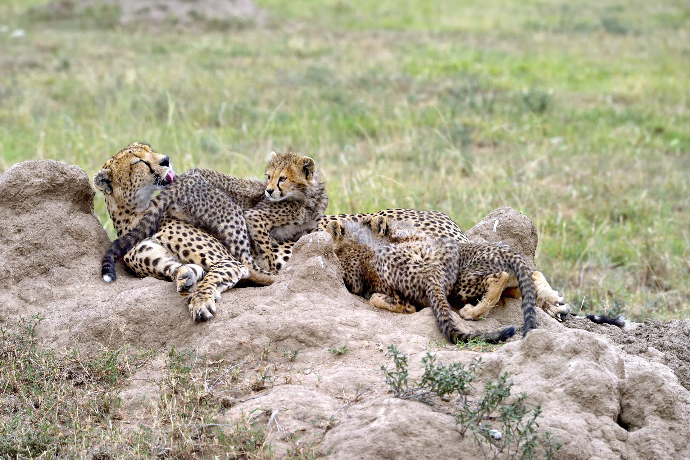 Tanzania 2015 - Leccata e allattata