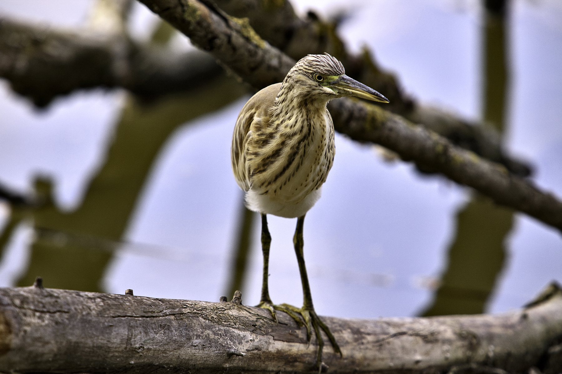 Sgarza ciuffetto (Ardeola ralloides)