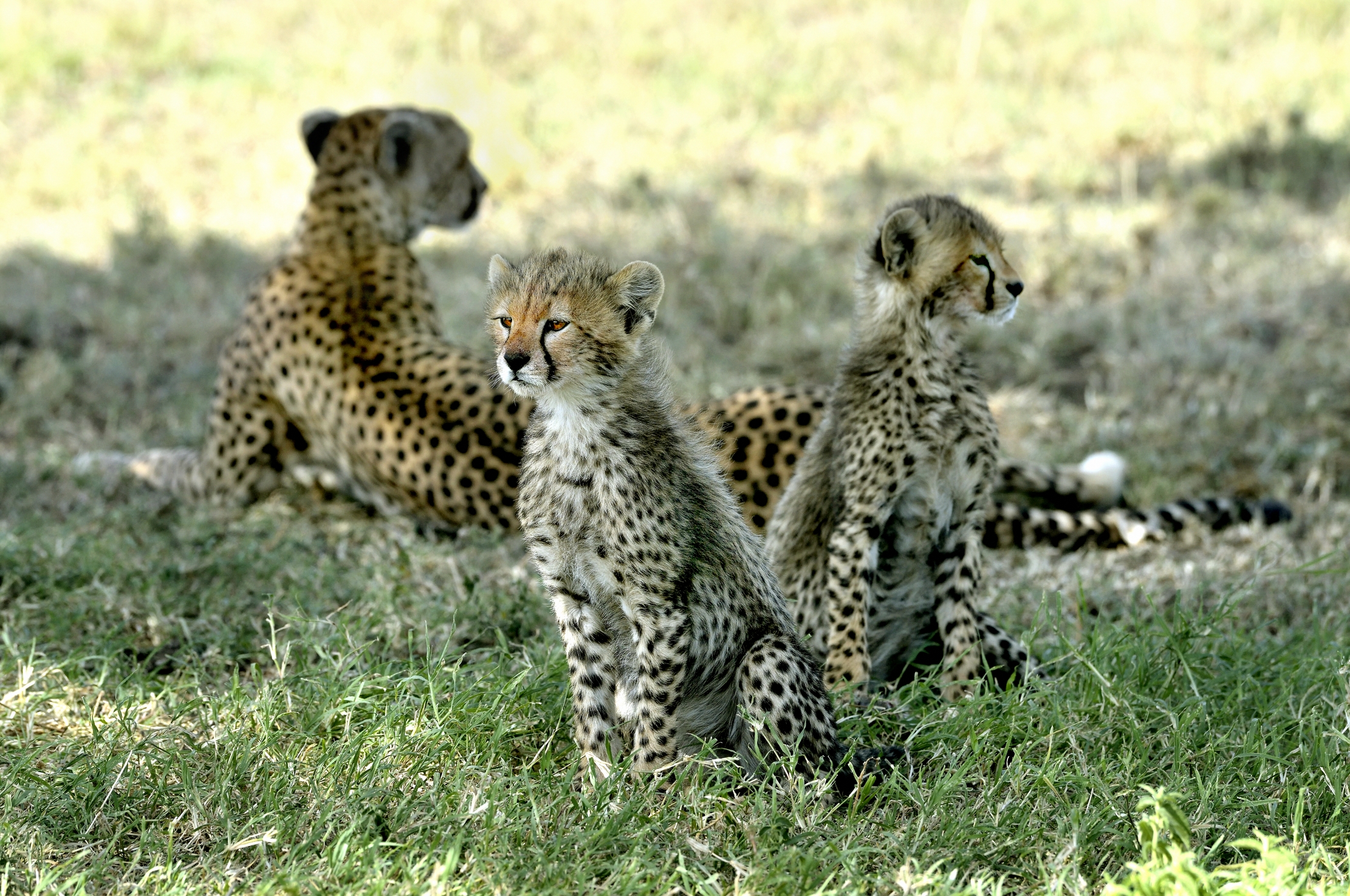 Tanzania 2015 - Ghepardini